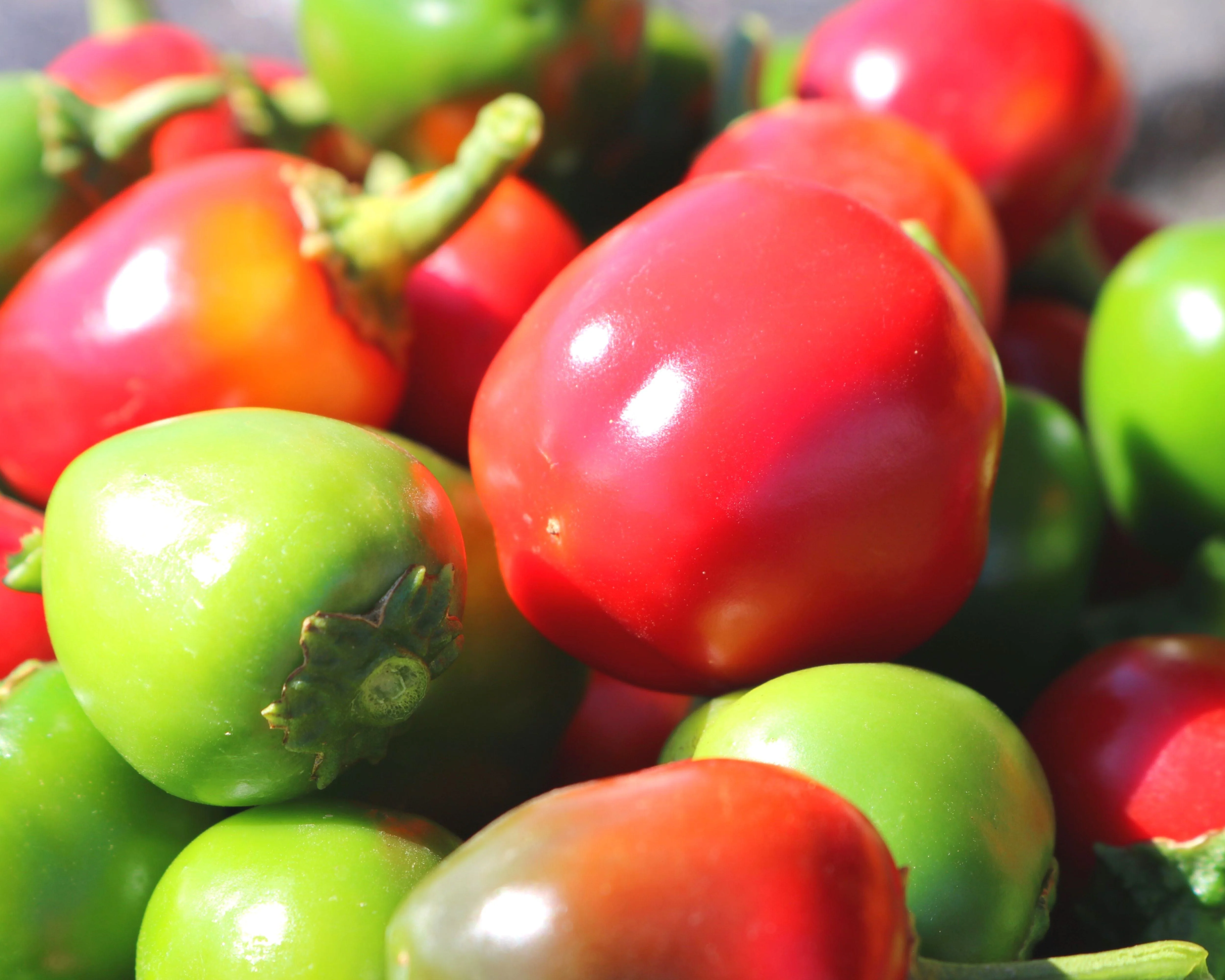 Time Bomb Hybrid Pepper Seeds - Image 2