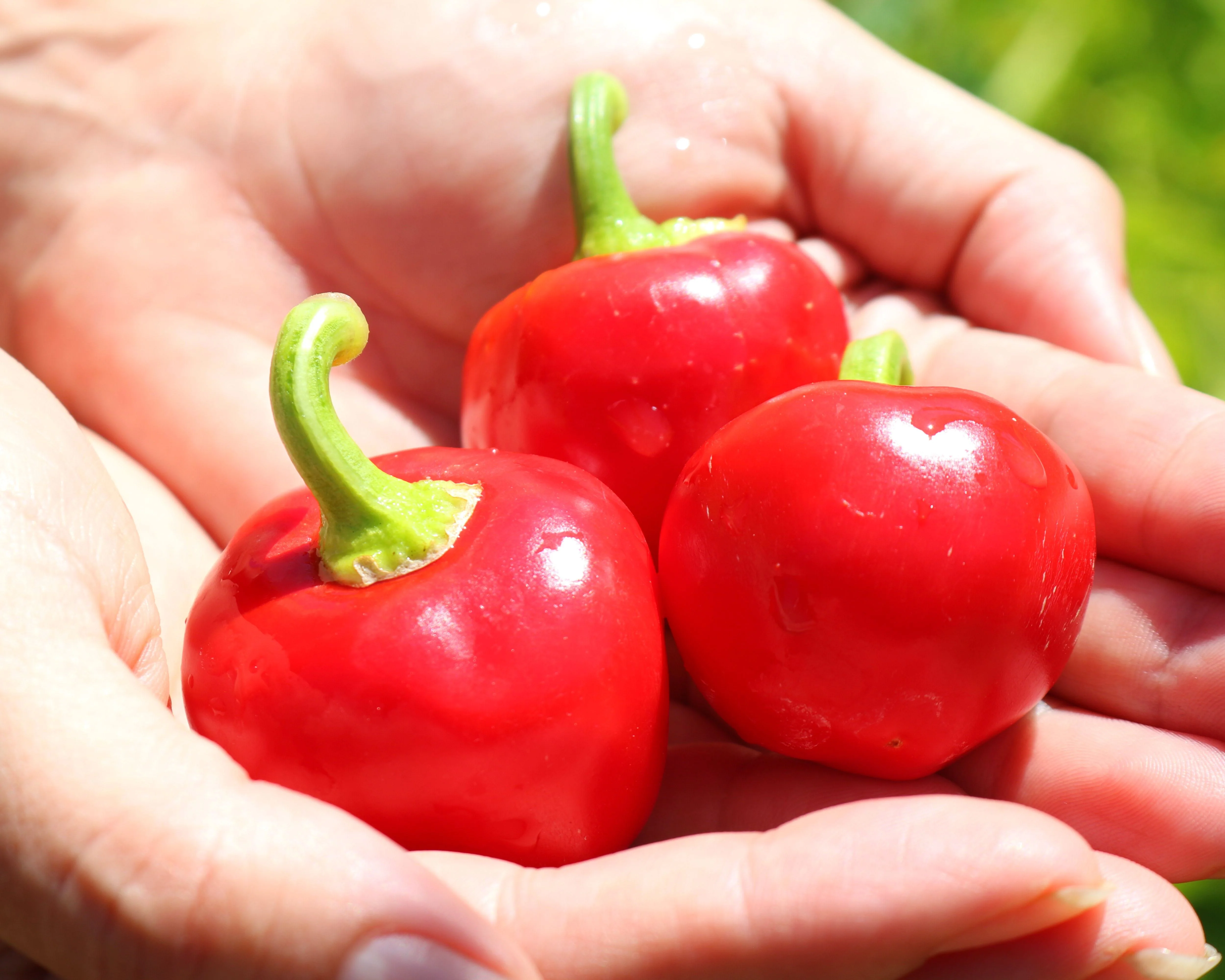 Time Bomb Hybrid Pepper Seeds - Image 3