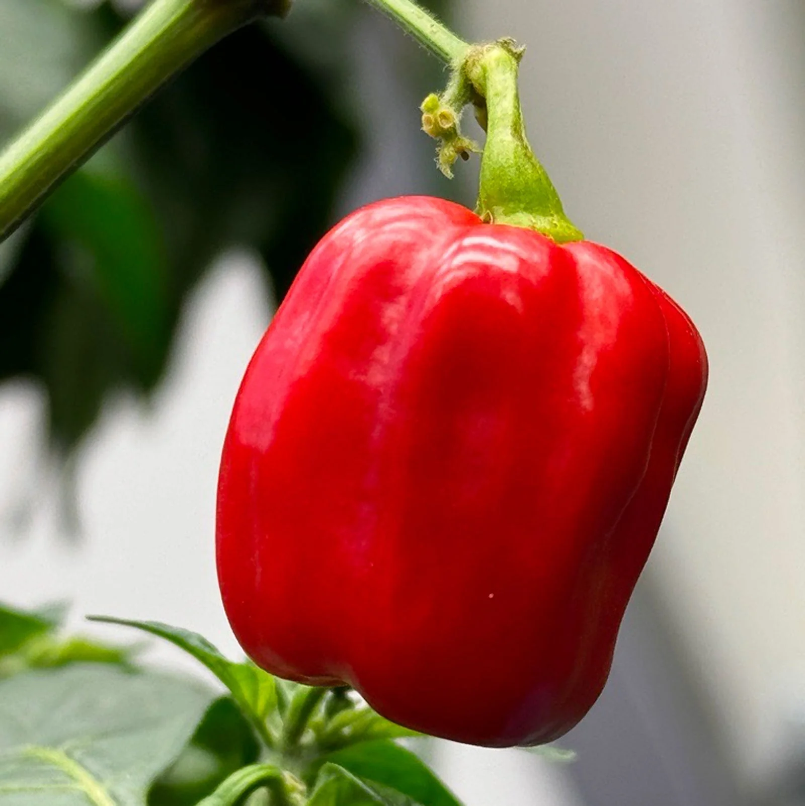 Tobago Seasoning Pepper Seeds (Non-Isolated) - Image 2