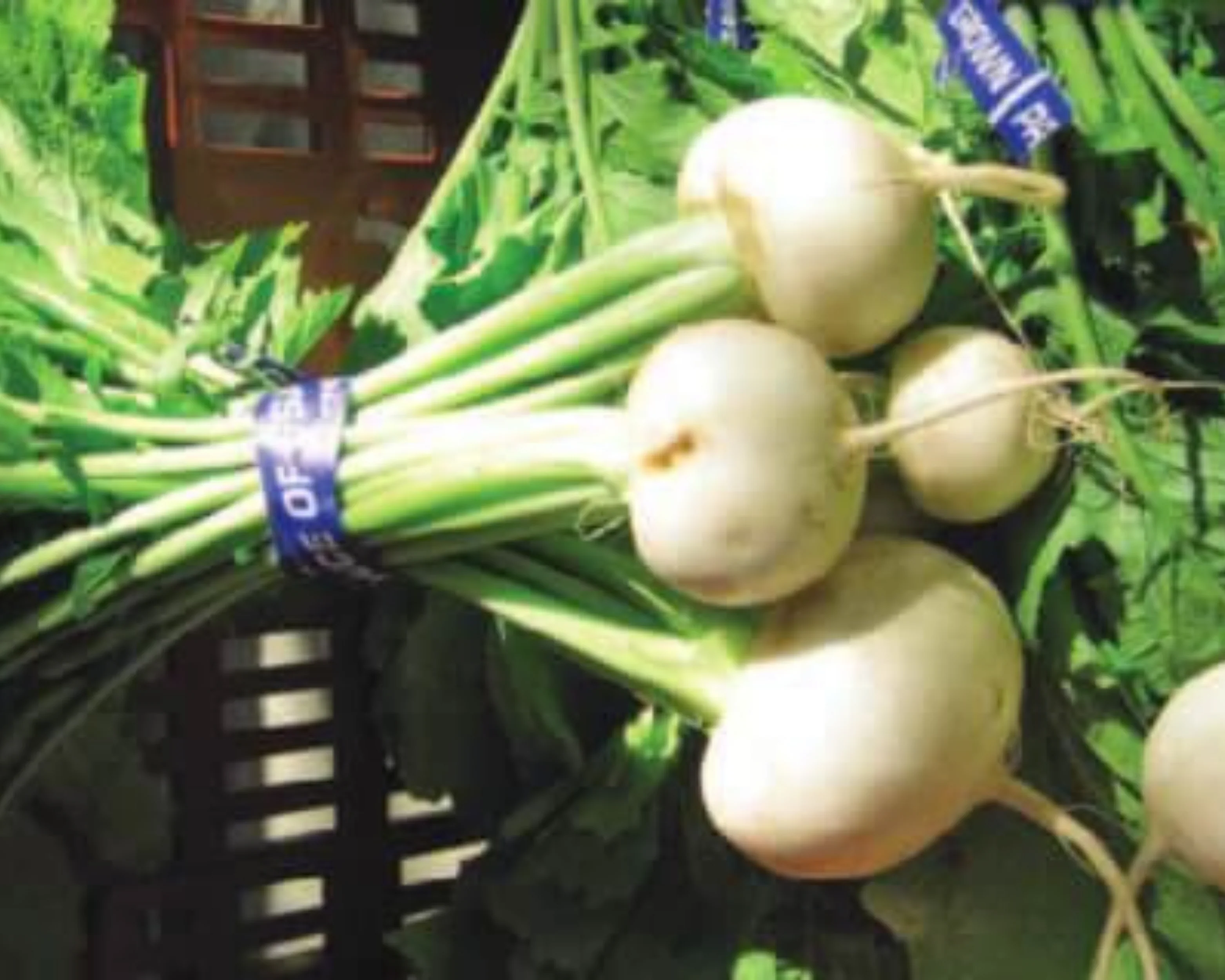 Tokyo Cross Hybrid Turnip Seeds - Image 2