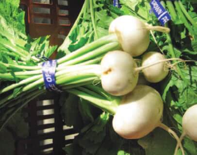 Tokyo Cross Hybrid Turnip Seeds - Image 4