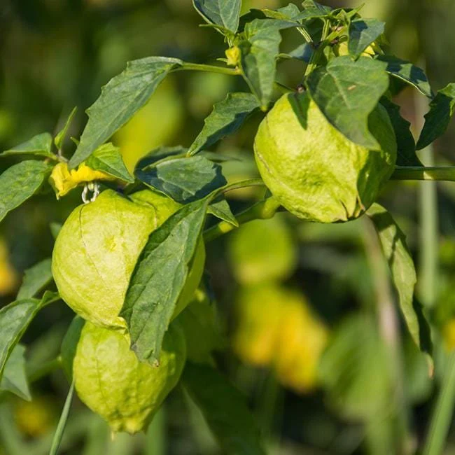 Tomatillo Rio Grande Verde Seeds - Image 2