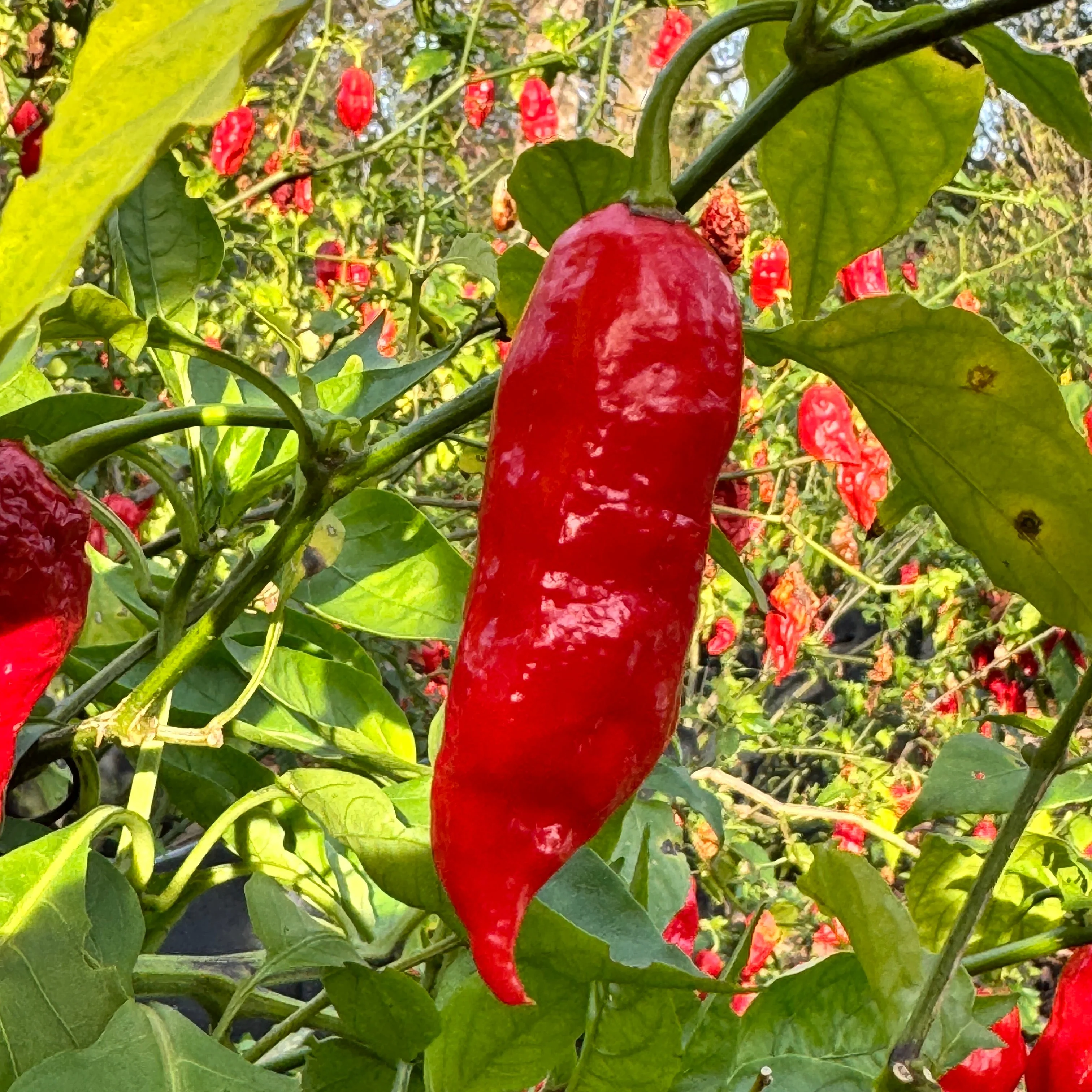 Tombstone Ghost Pepper - Seeds