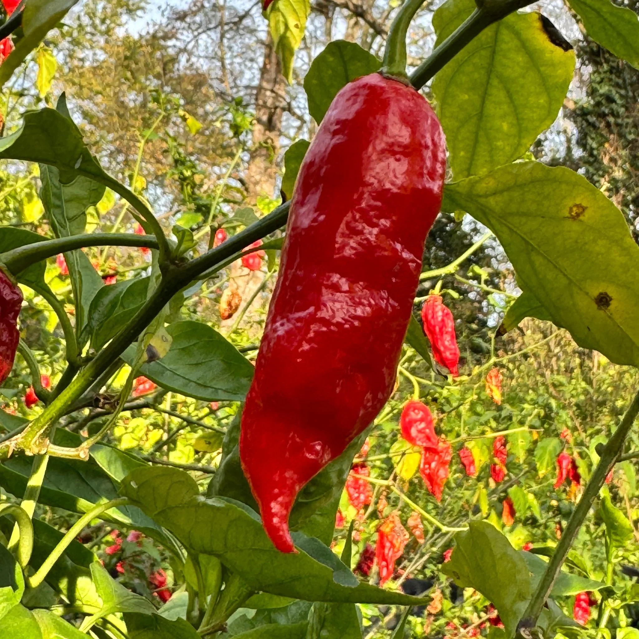 Tombstone Ghost Pepper - Seeds - Image 2