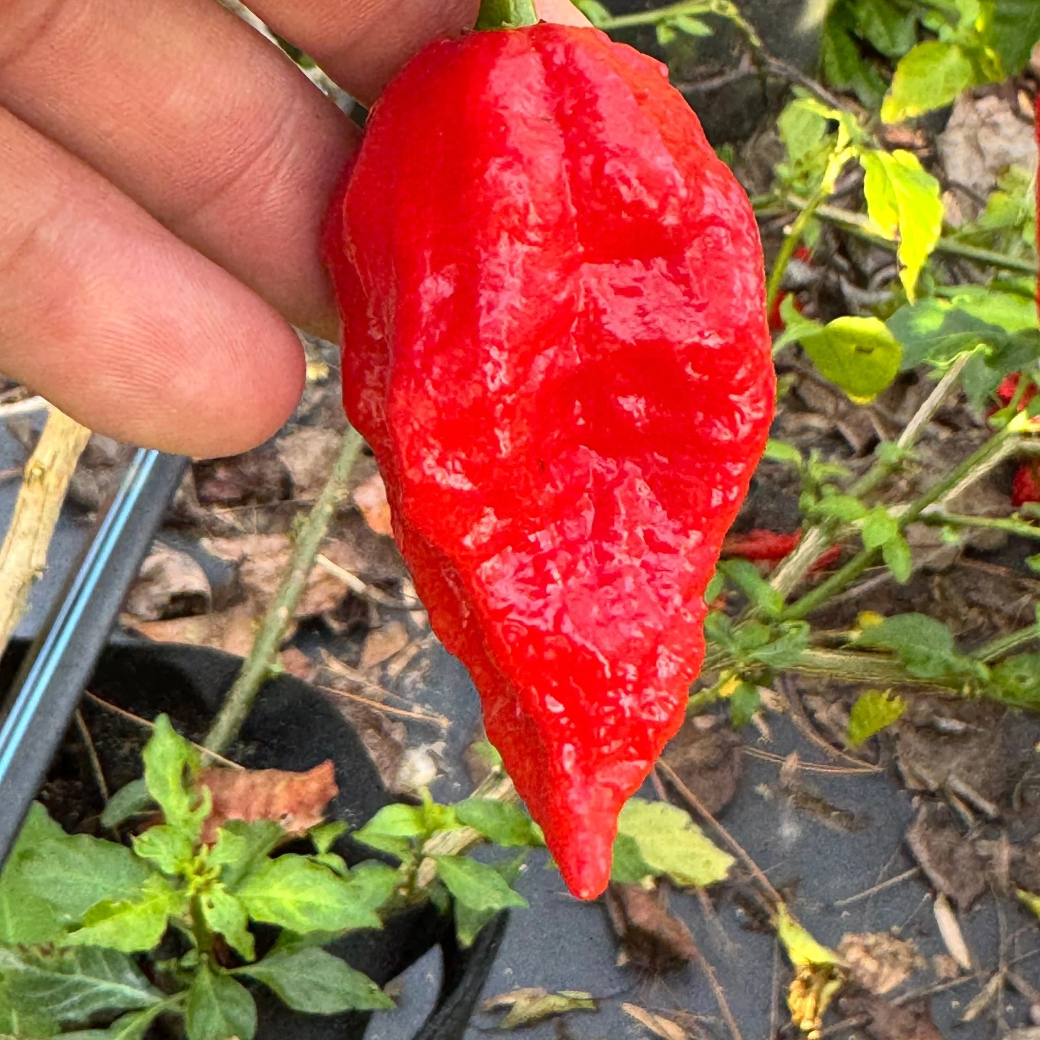 Tombstone Ghost Pepper - Seeds - Image 3