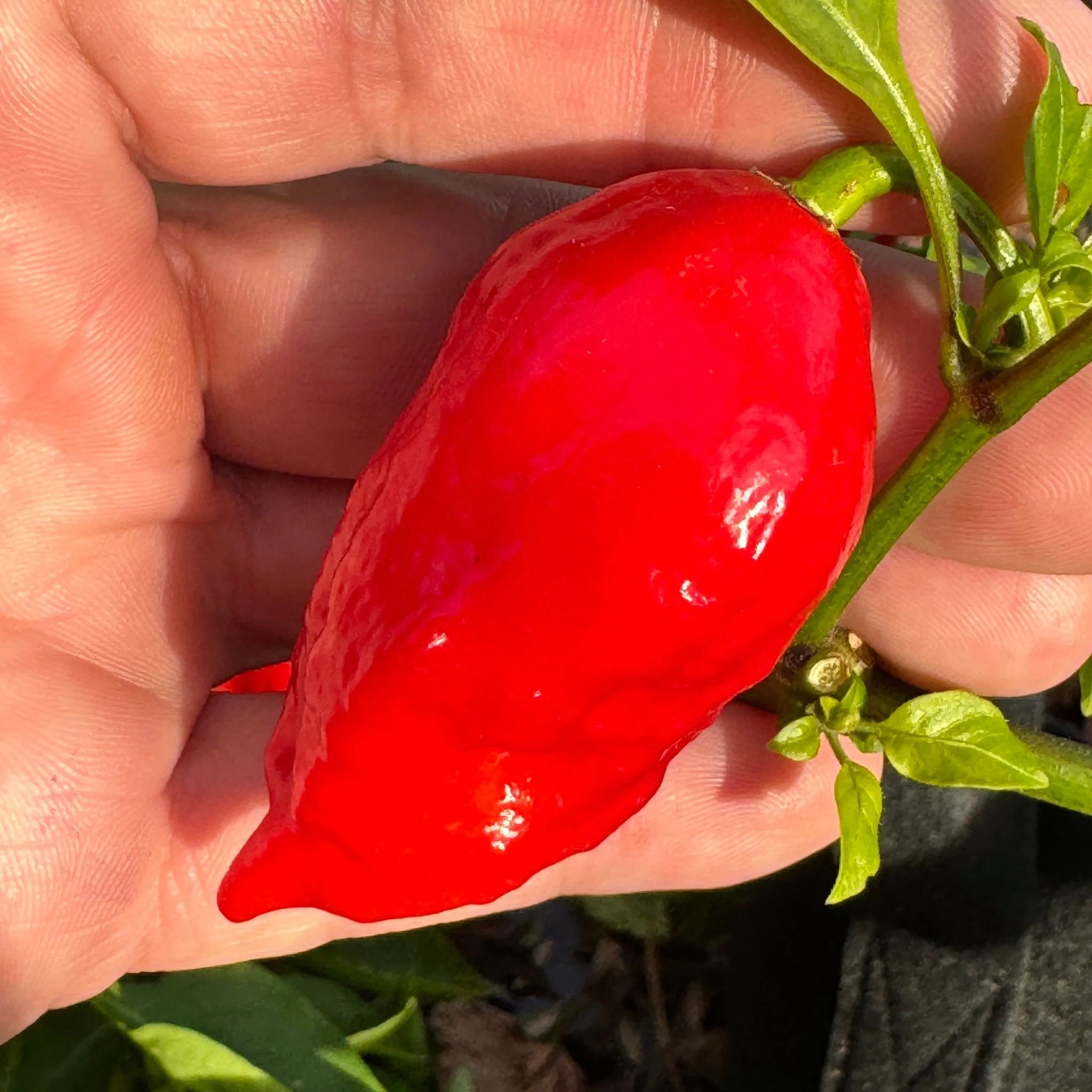Tombstone Ghost Pepper - Seeds - Image 4