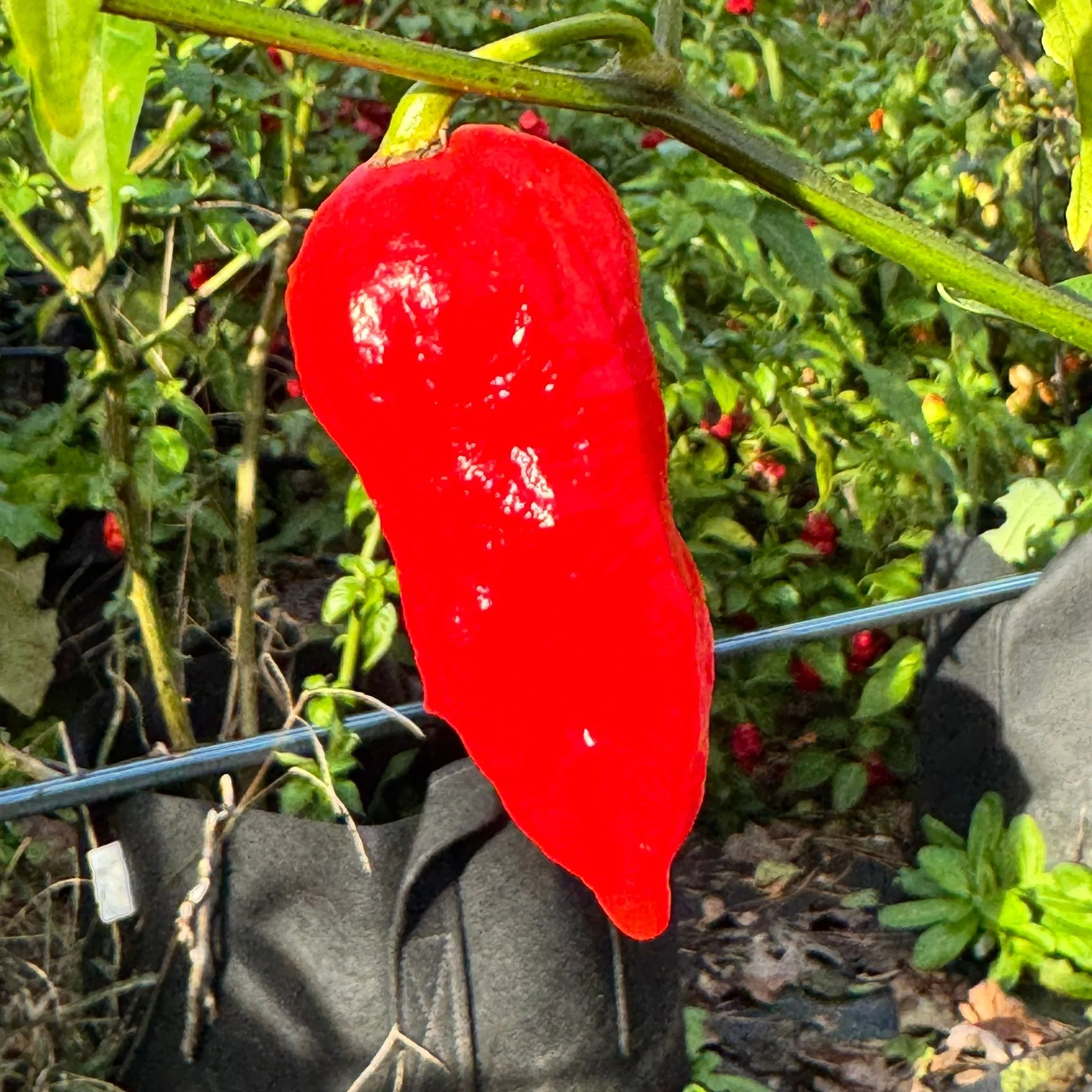 Tombstone Ghost Pepper - Seeds - Image 5