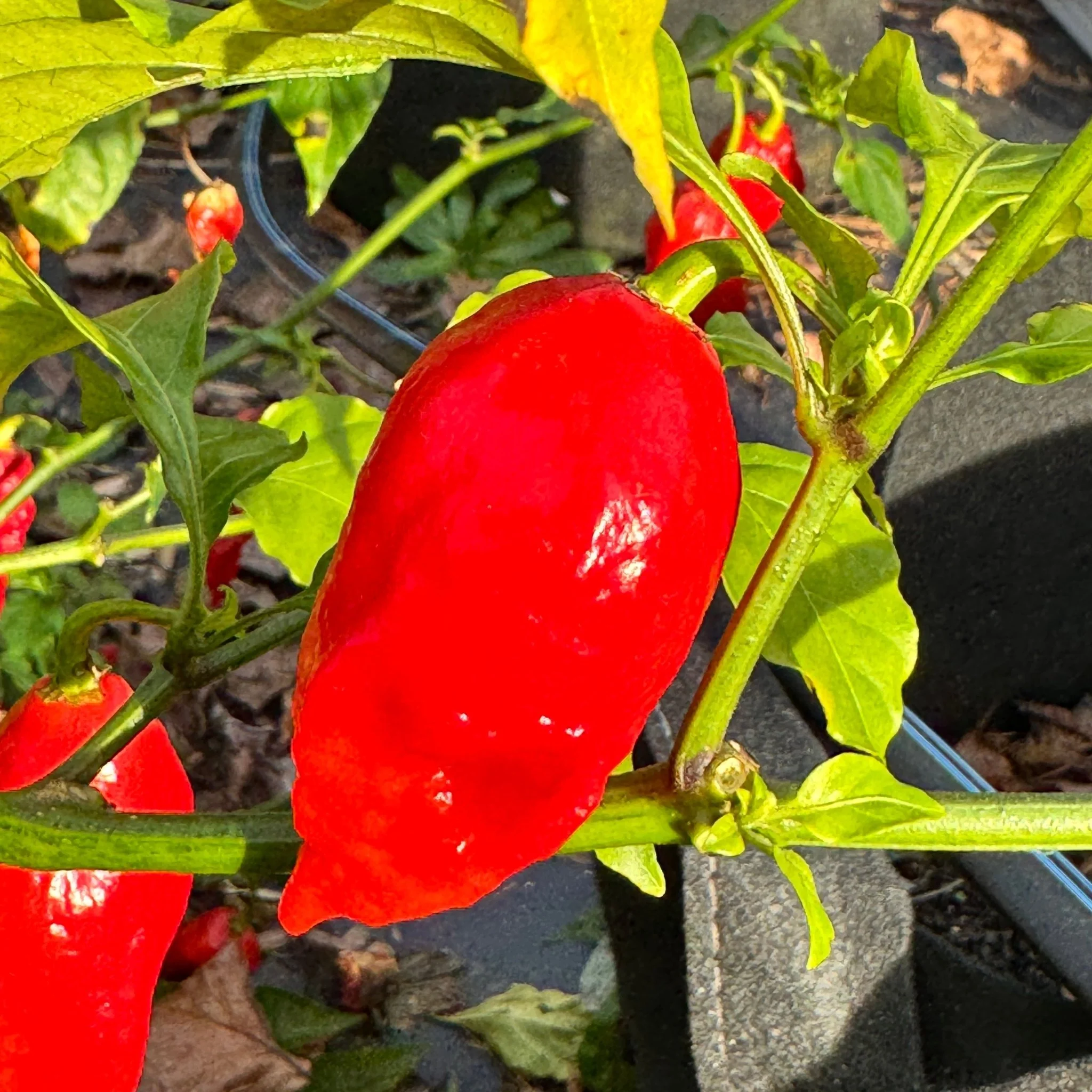 Tombstone Ghost Pepper - Seeds - Image 6