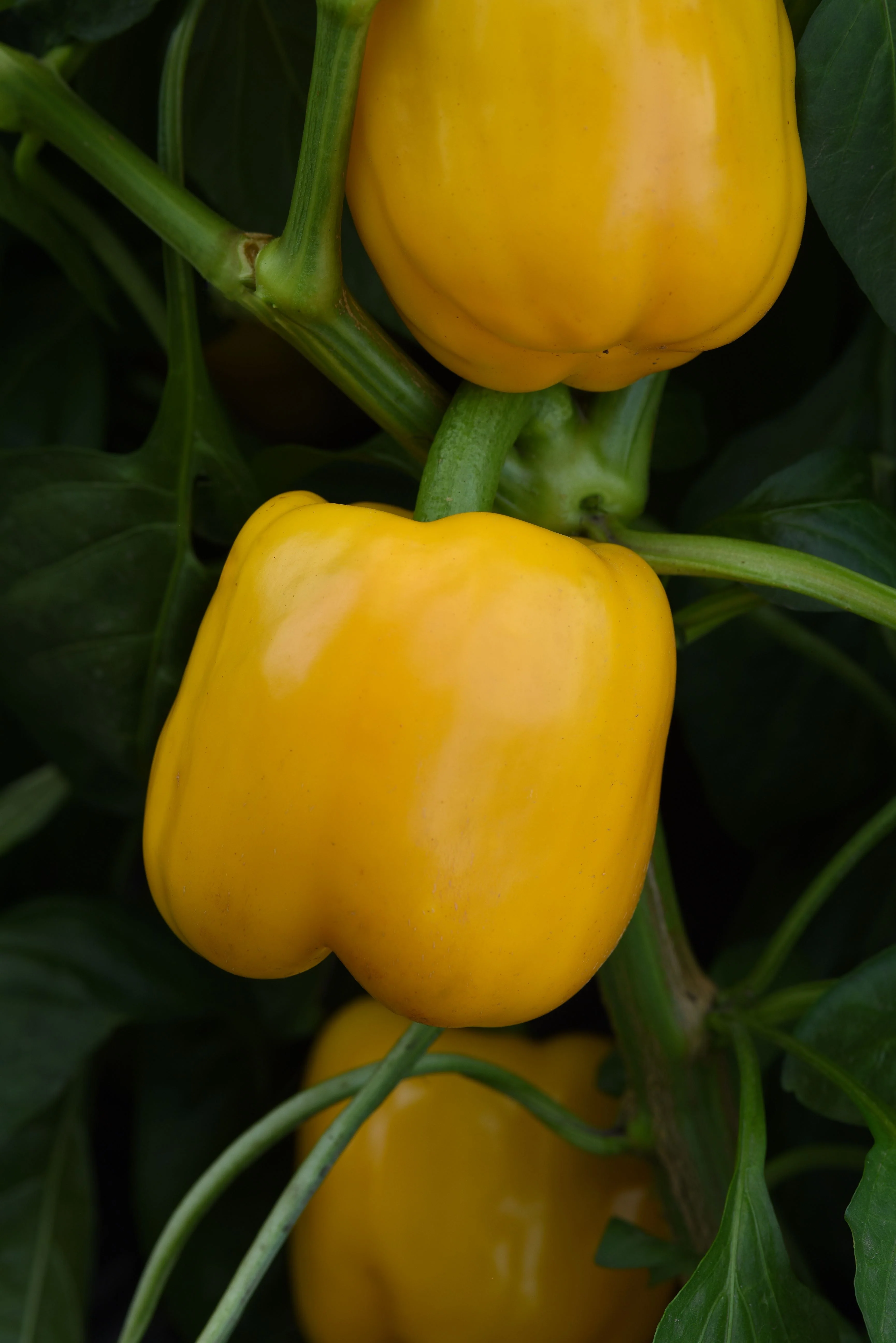 Trailblazer Hybrid Pepper Seeds - Image 2