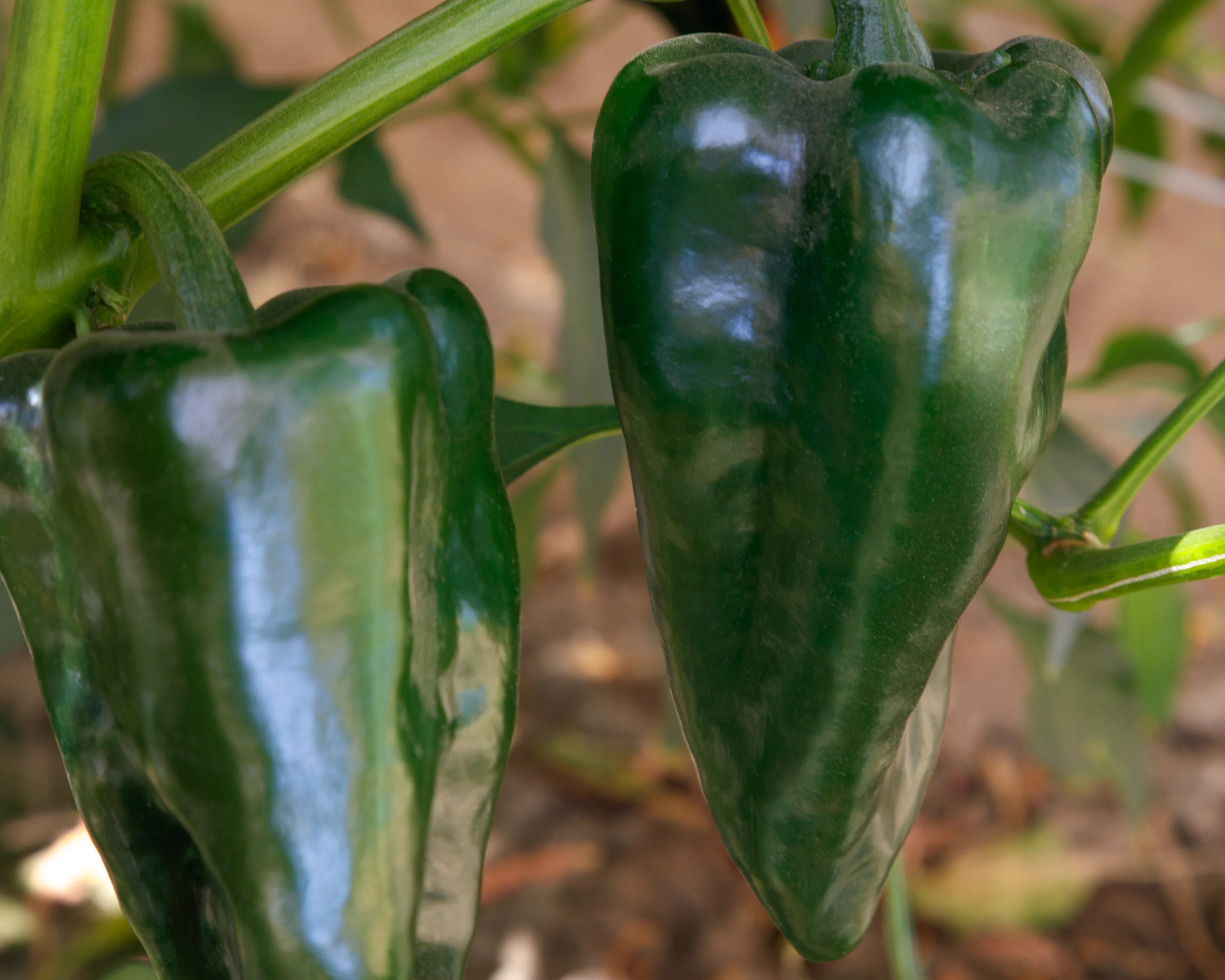 Trident Hybrid Pepper Seeds - Image 2
