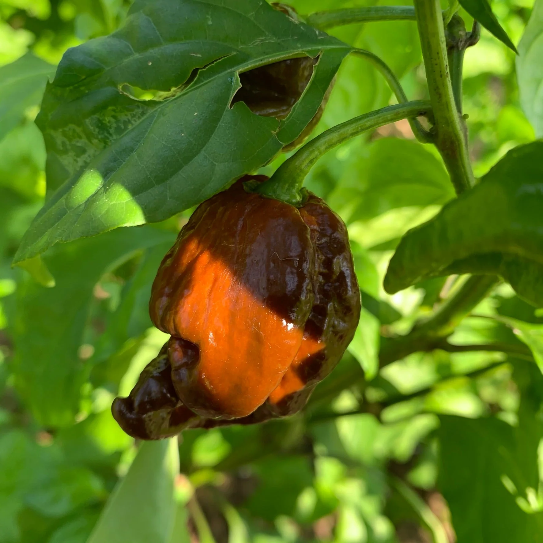 Trinidad Chocolate Scorpion - Seeds - Image 2