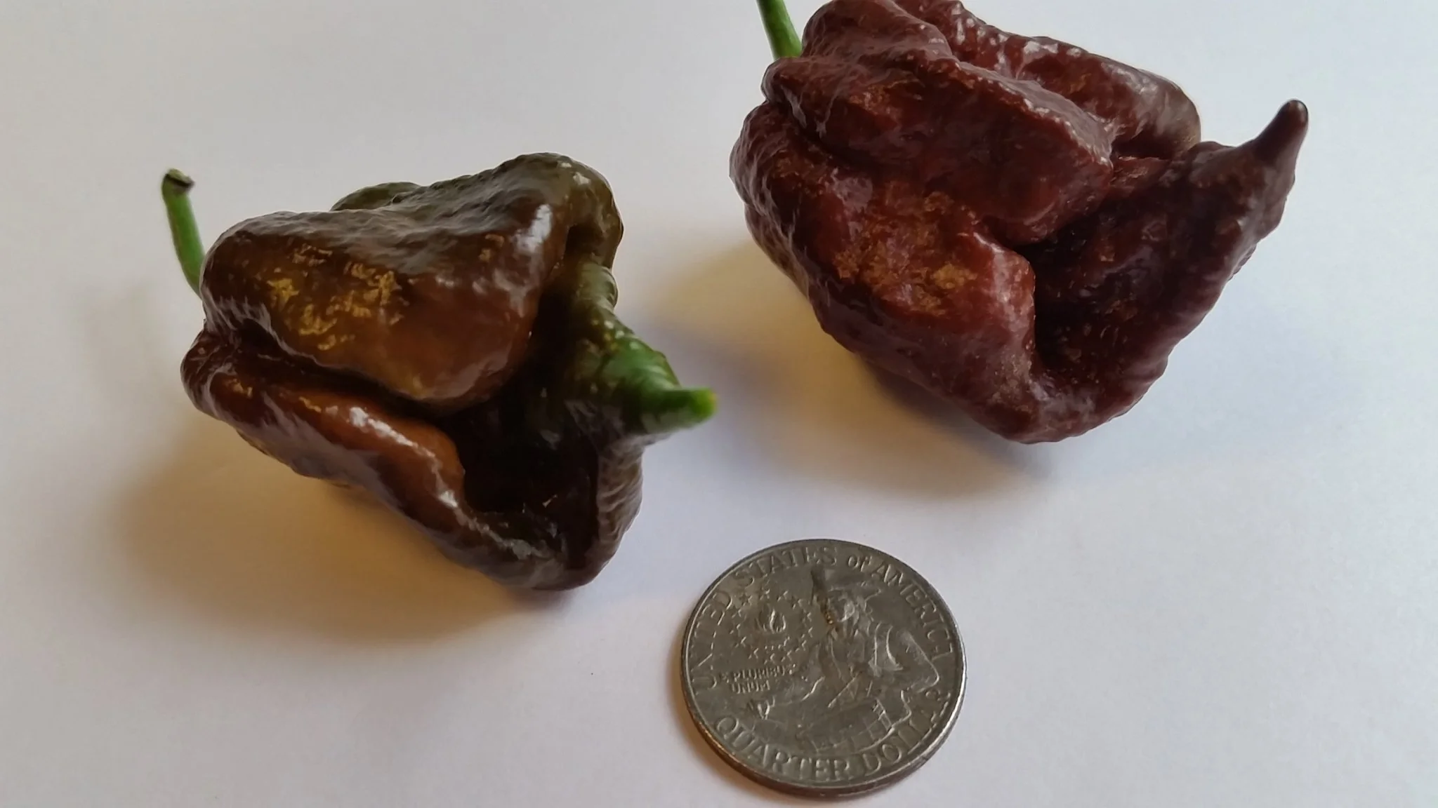 Trinidad Chocolate Scorpion - Seeds - Image 3