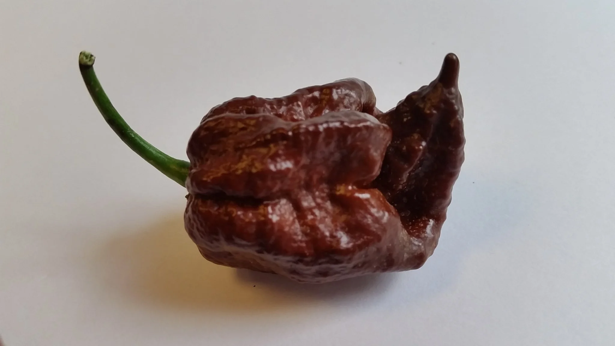 Trinidad Chocolate Scorpion - Seeds - Image 4