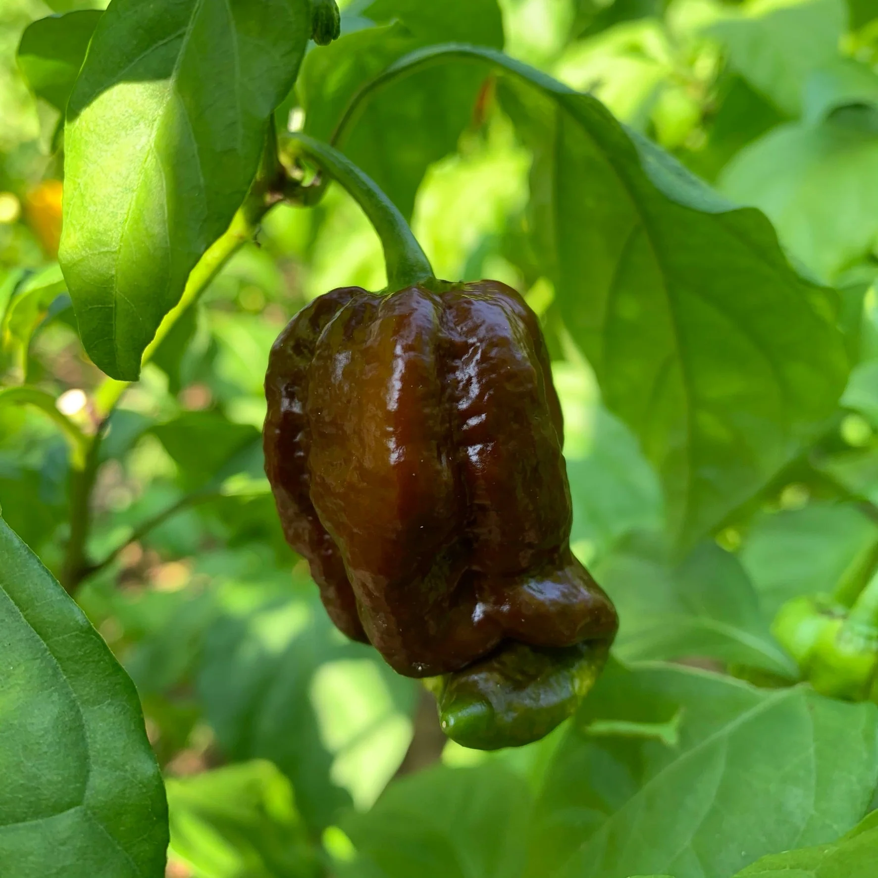 Trinidad Chocolate Scorpion - Seeds - Image 5