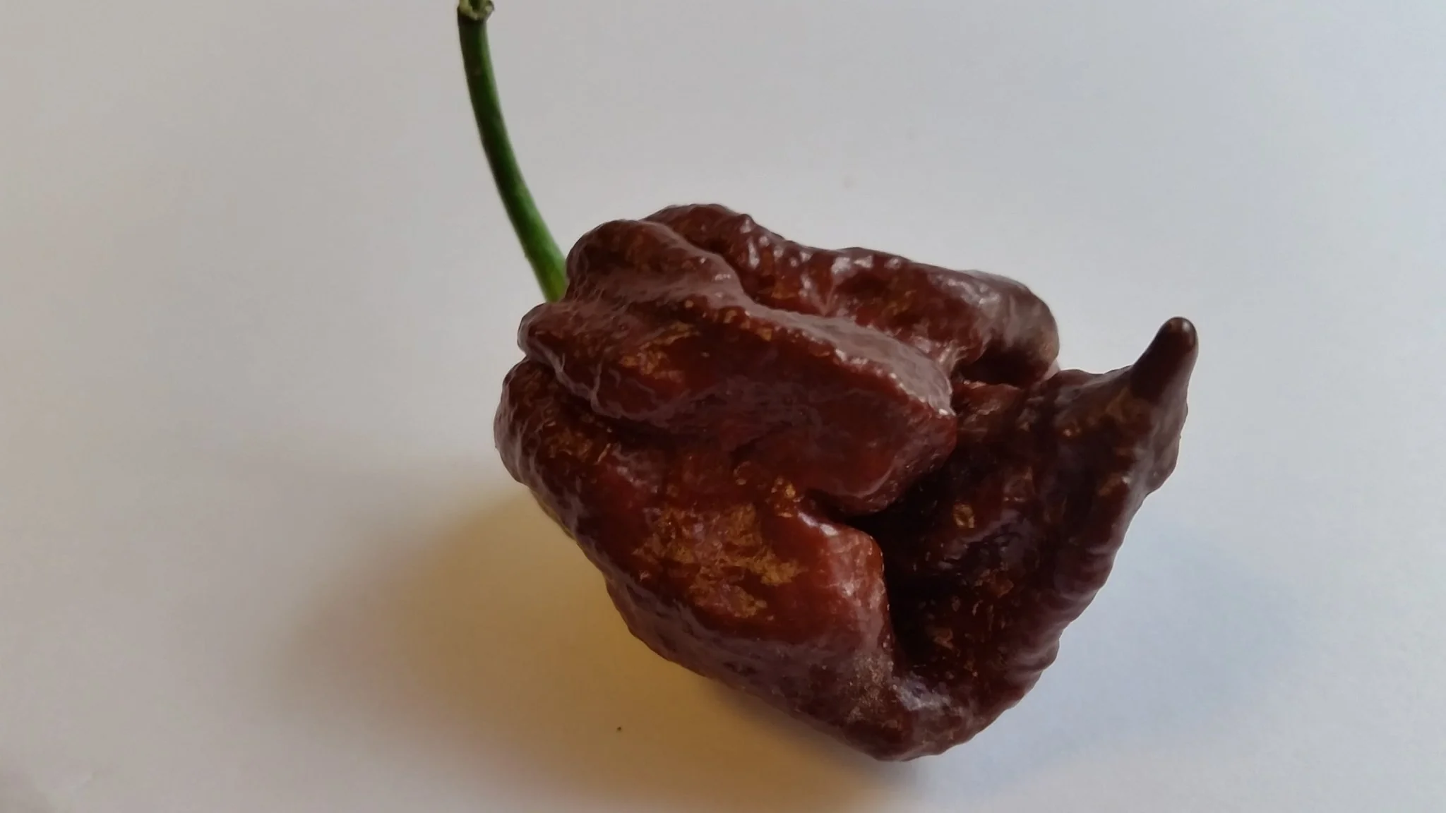 Trinidad Chocolate Scorpion - Seeds - Image 6