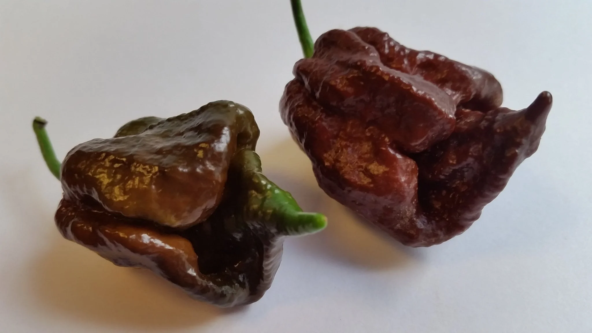 Trinidad Chocolate Scorpion - Seeds - Image 7