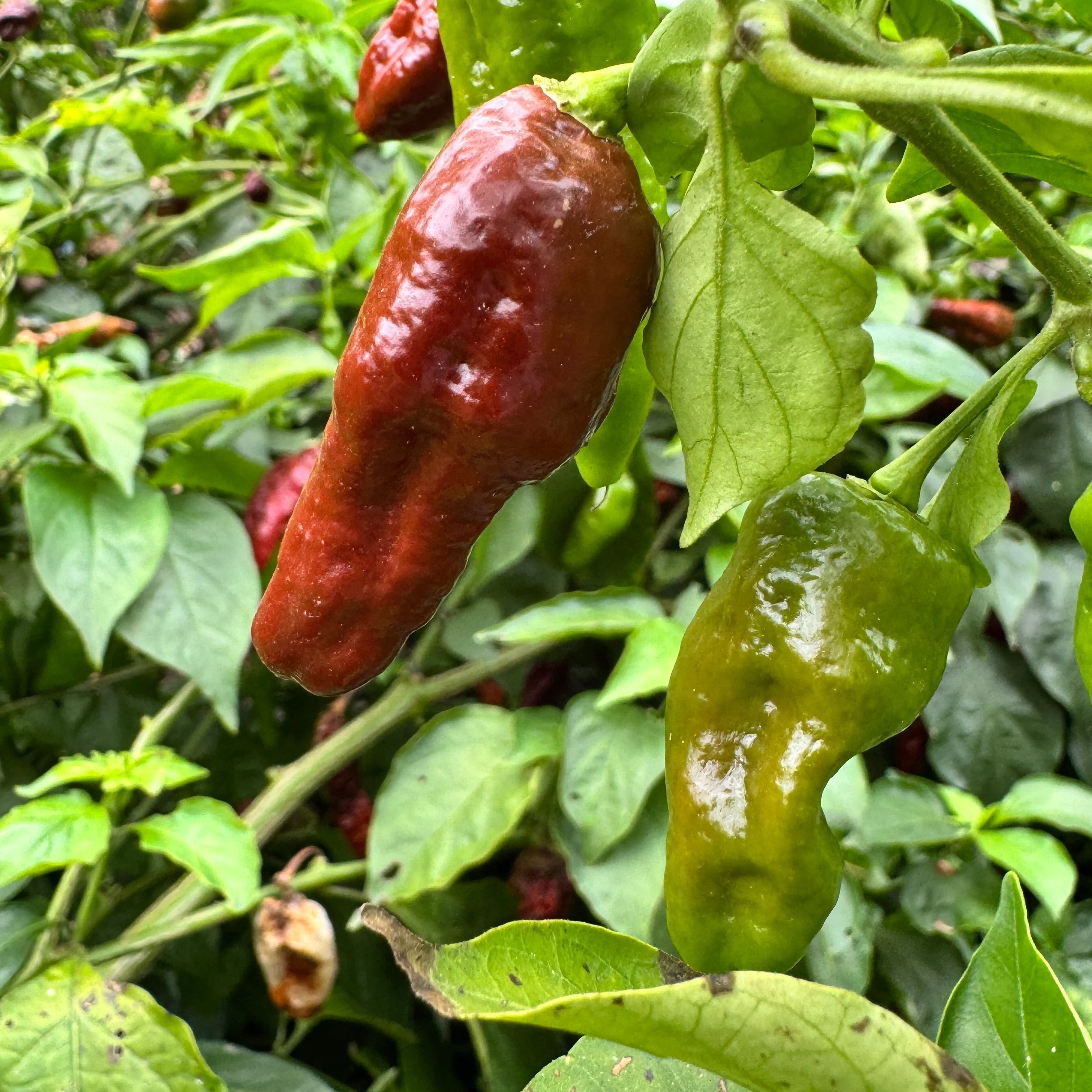 Trinidad Coffee - Seeds - Image 3