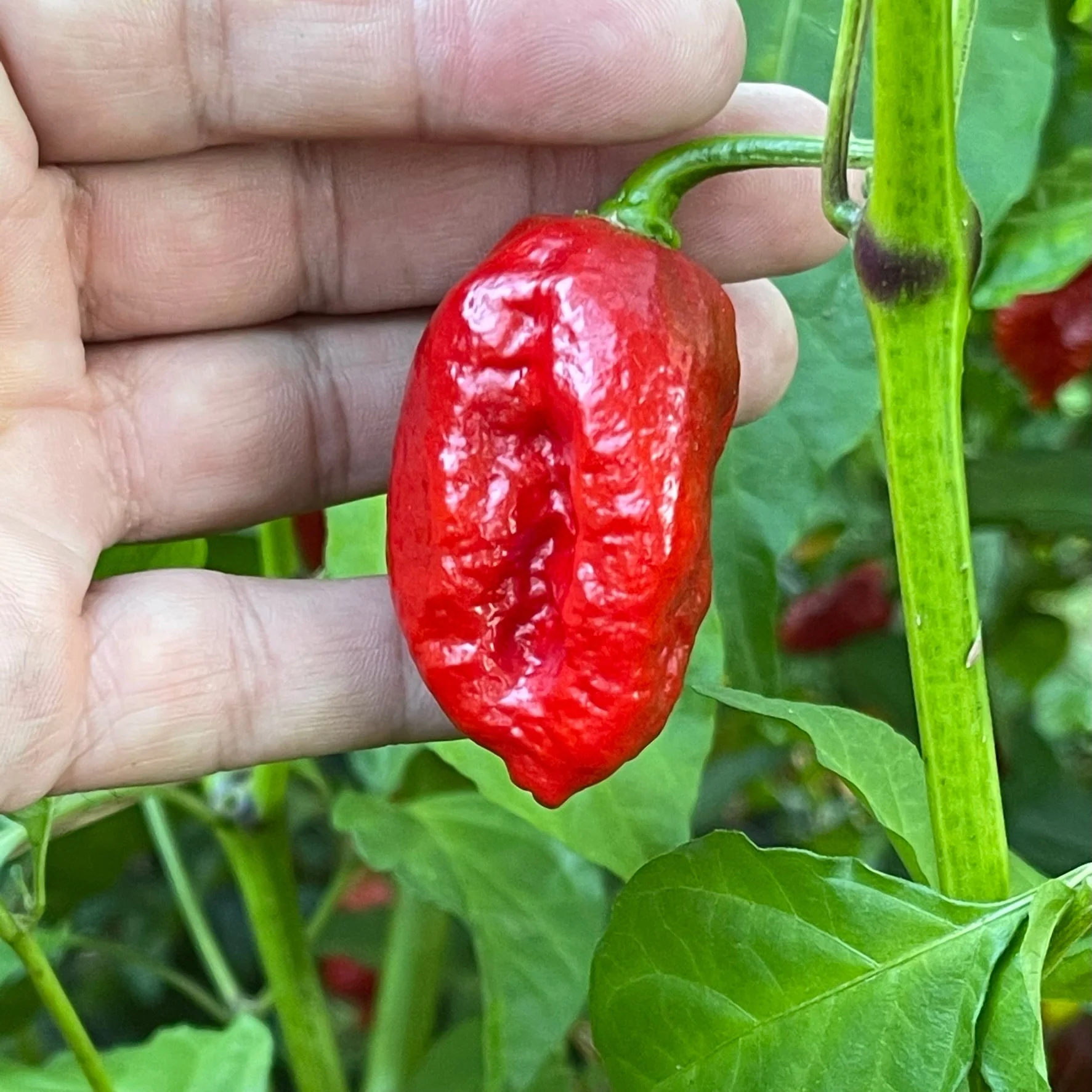 Trinidad Dog Chile - Seeds - Image 2