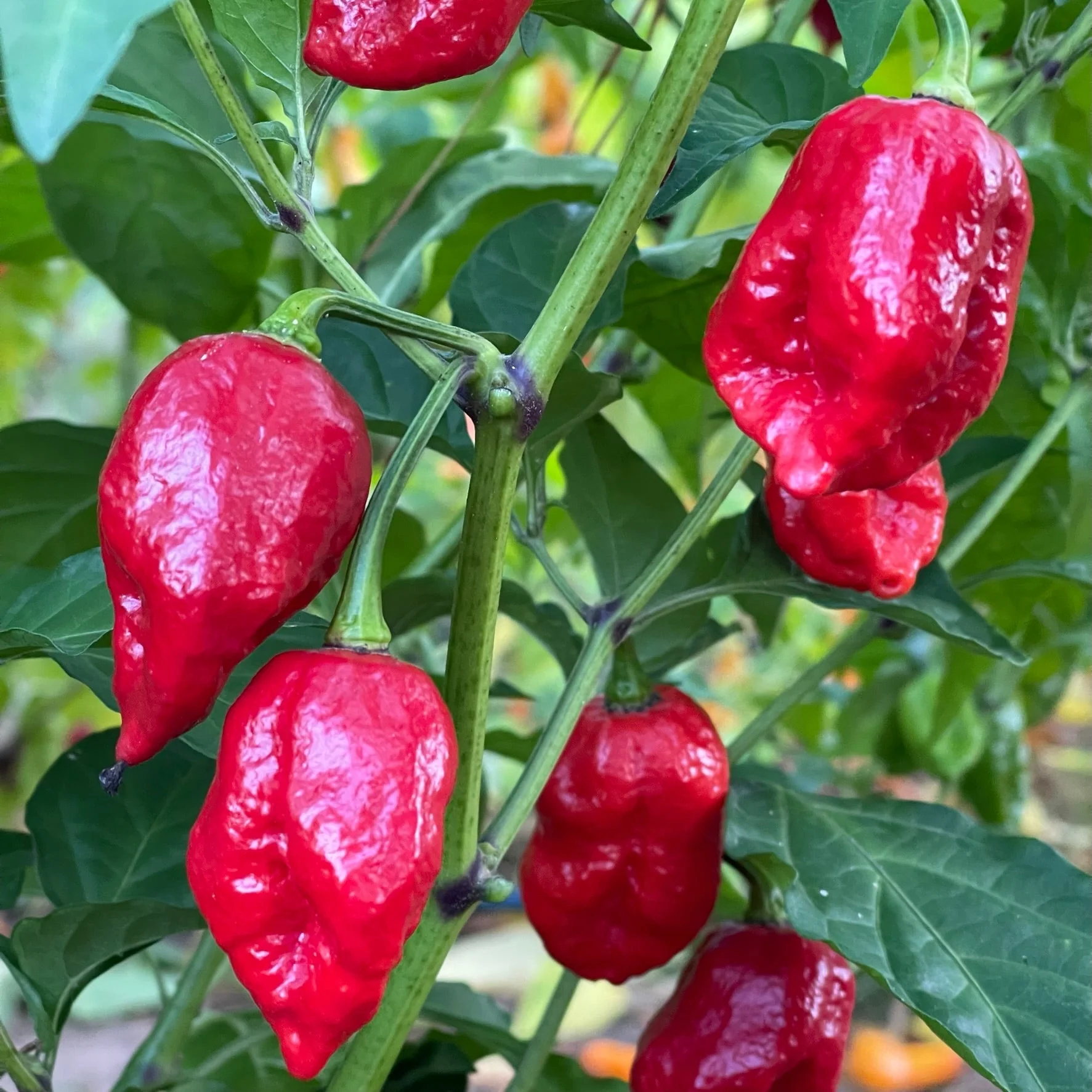 Trinidad Dog Chile - Seeds - Image 3