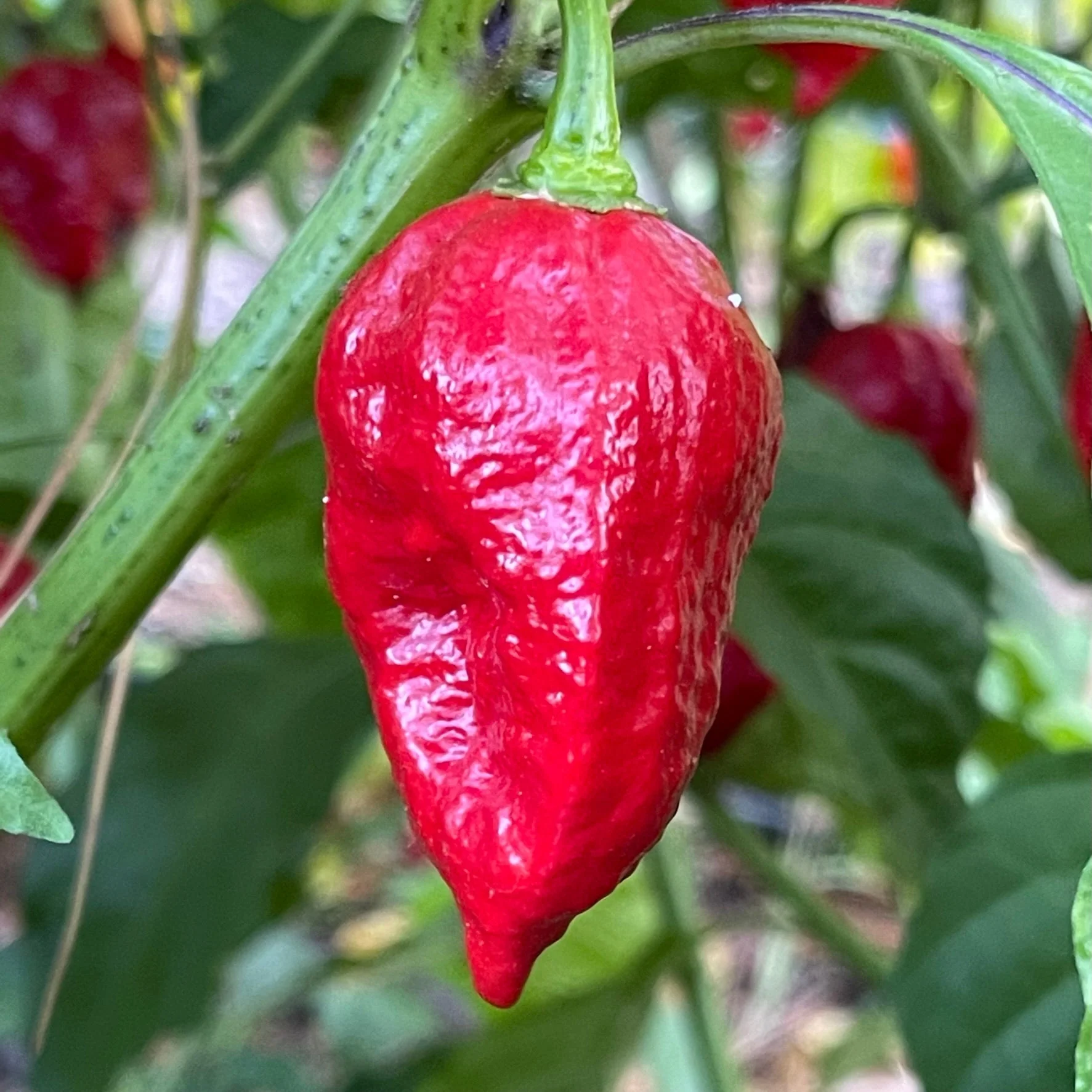 Trinidad Dog Chile - Seeds - Image 4