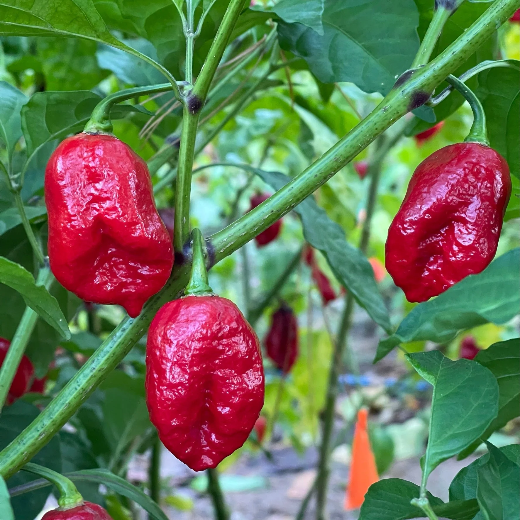Trinidad Dog Chile - Seeds - Image 5