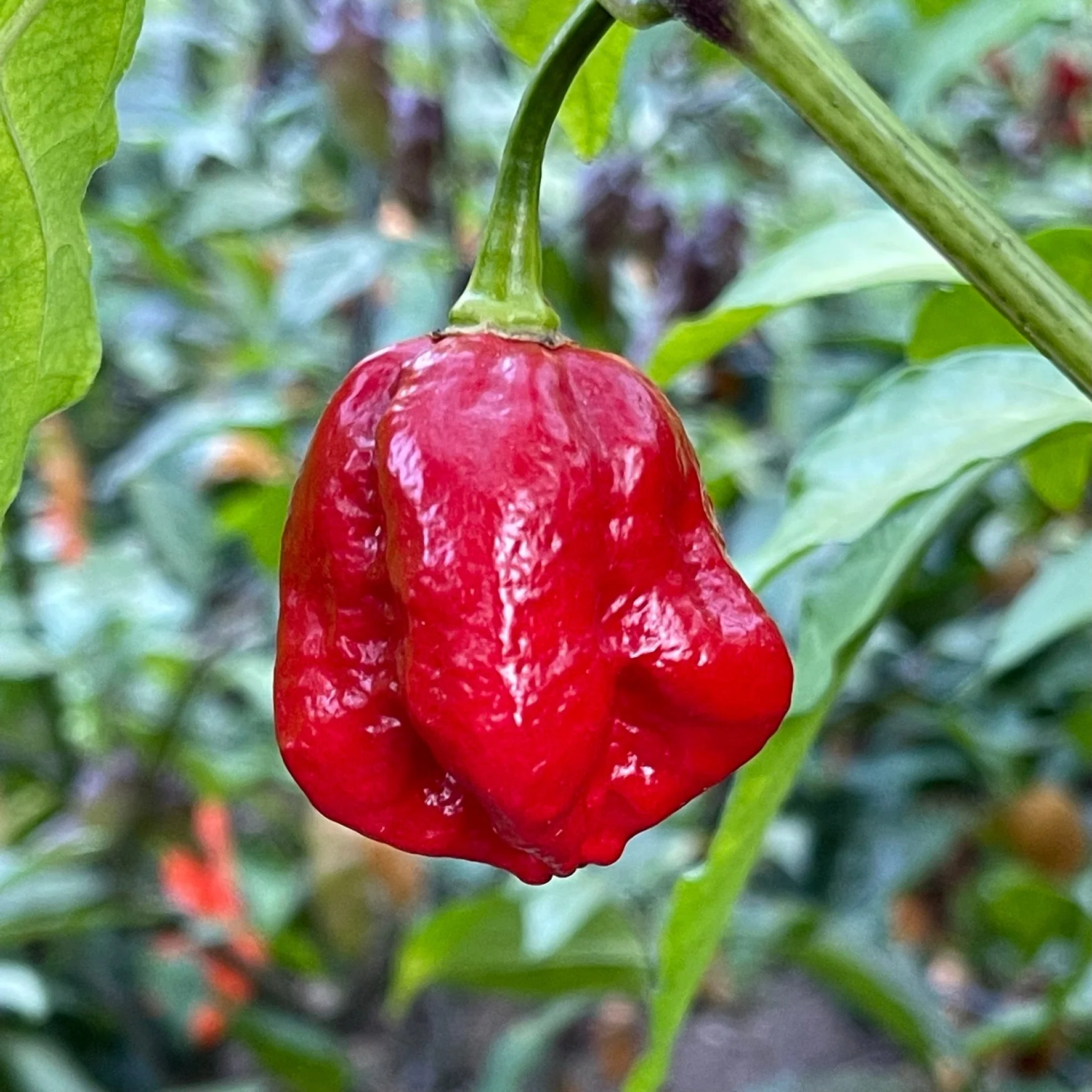 Trinidad Dog Chile - Seeds - Image 6