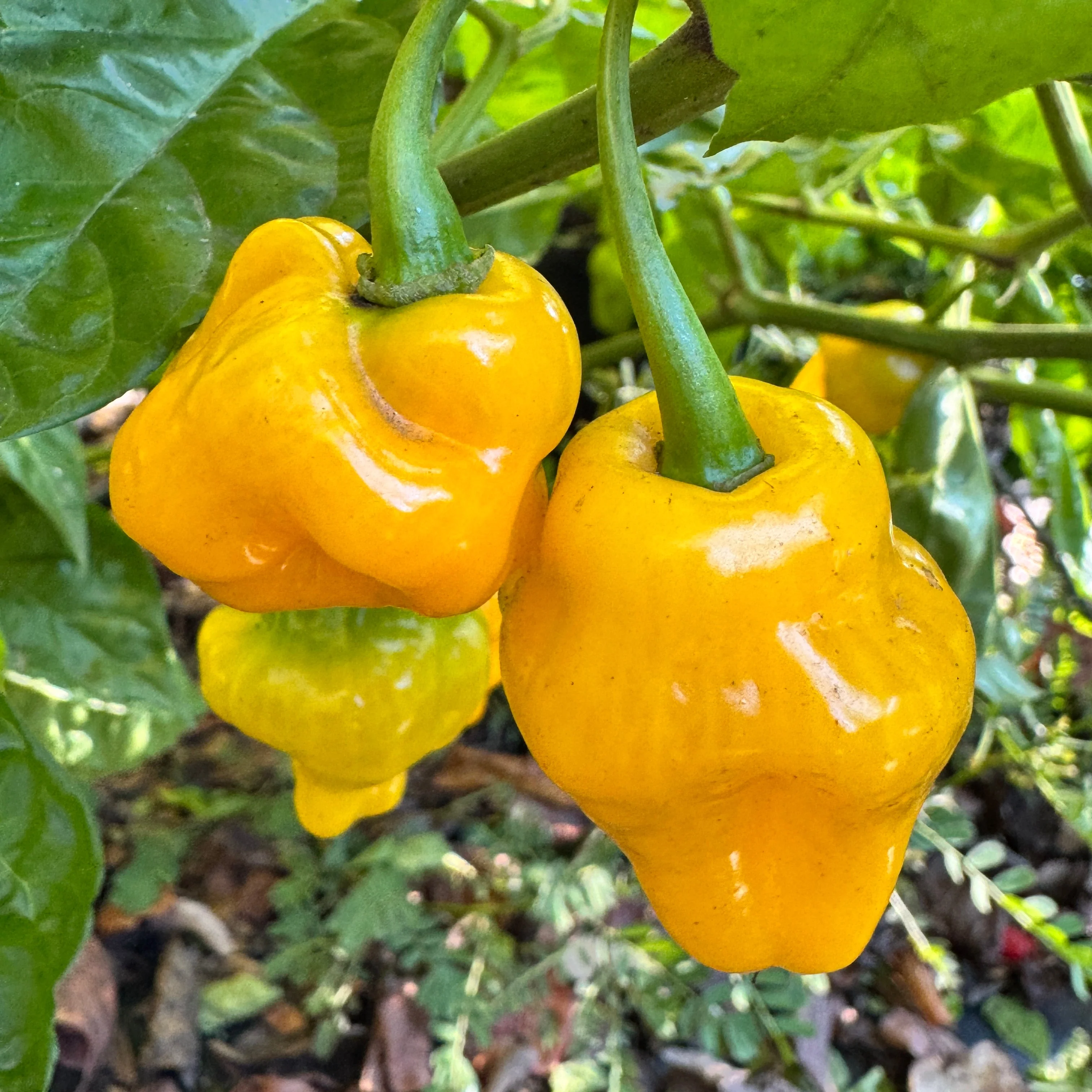 Trinidad Perfume  - Seeds - Image 2