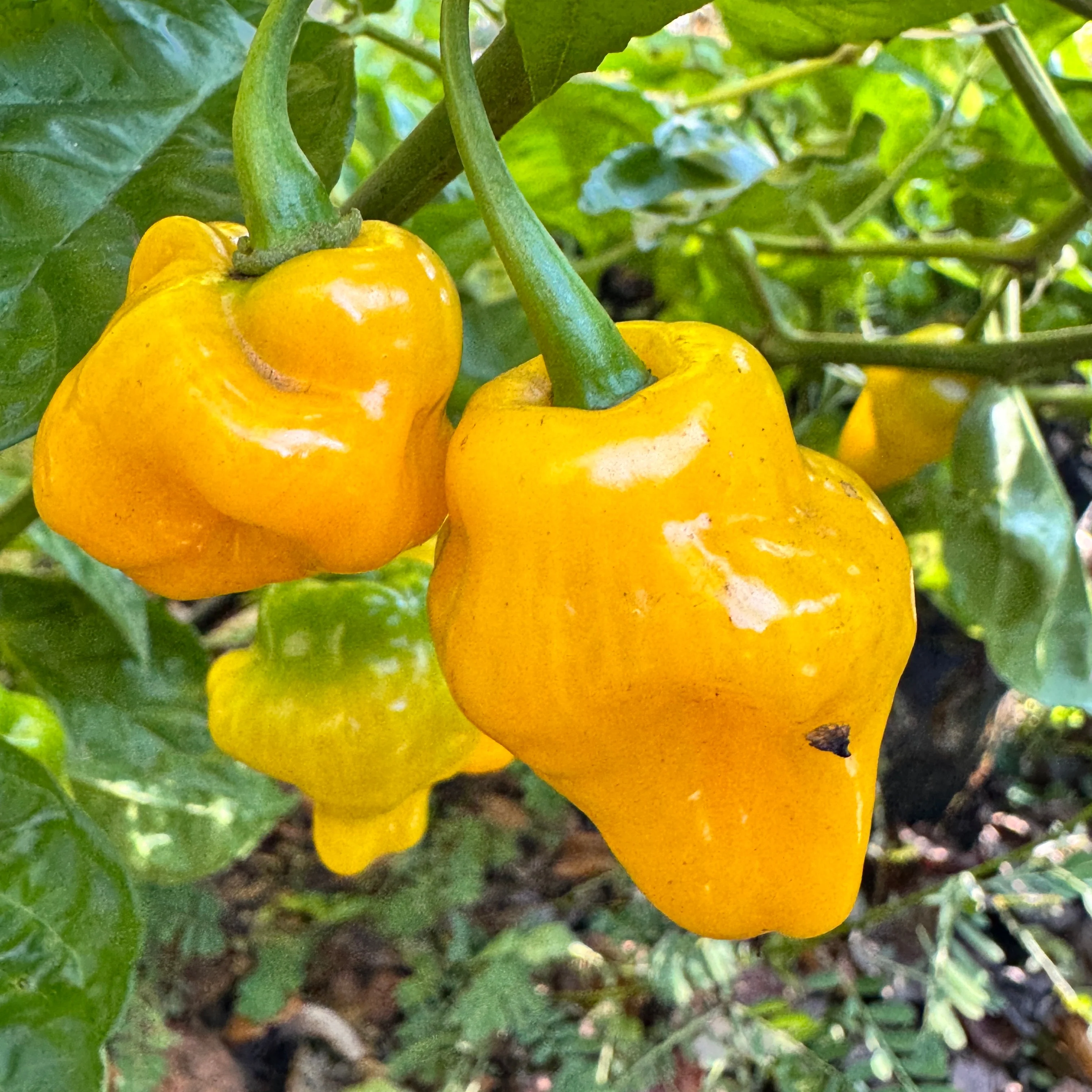 Trinidad Perfume  - Seeds - Image 3