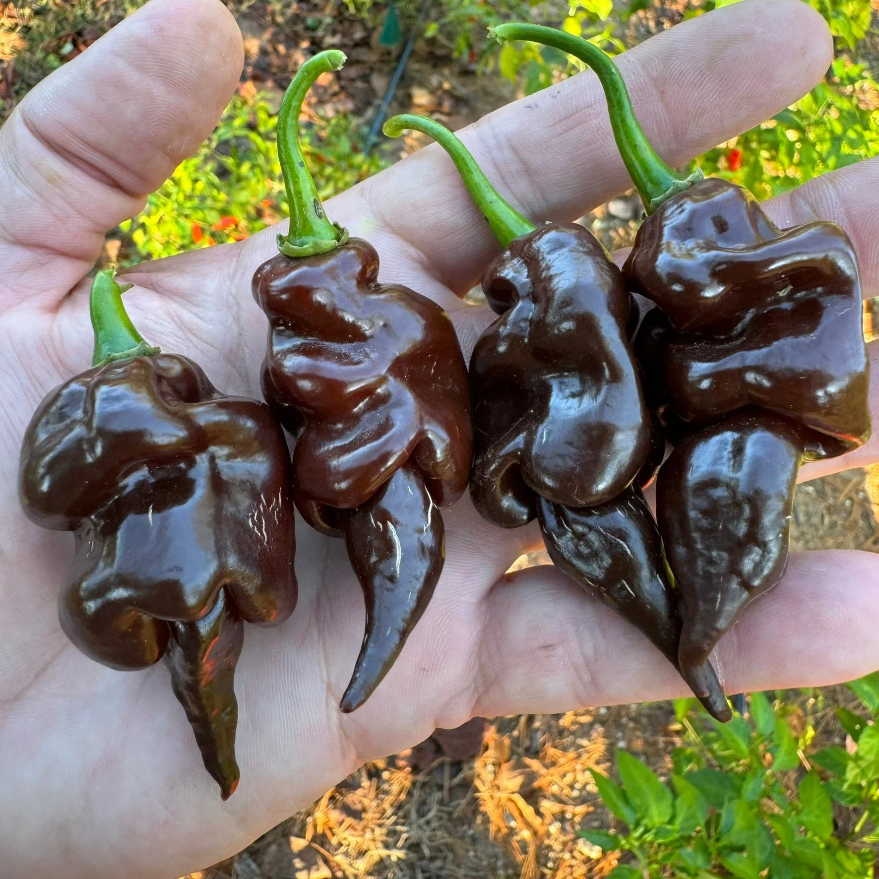 Trinidad Scorpion X Congo Chocolate - Seeds - Image 2