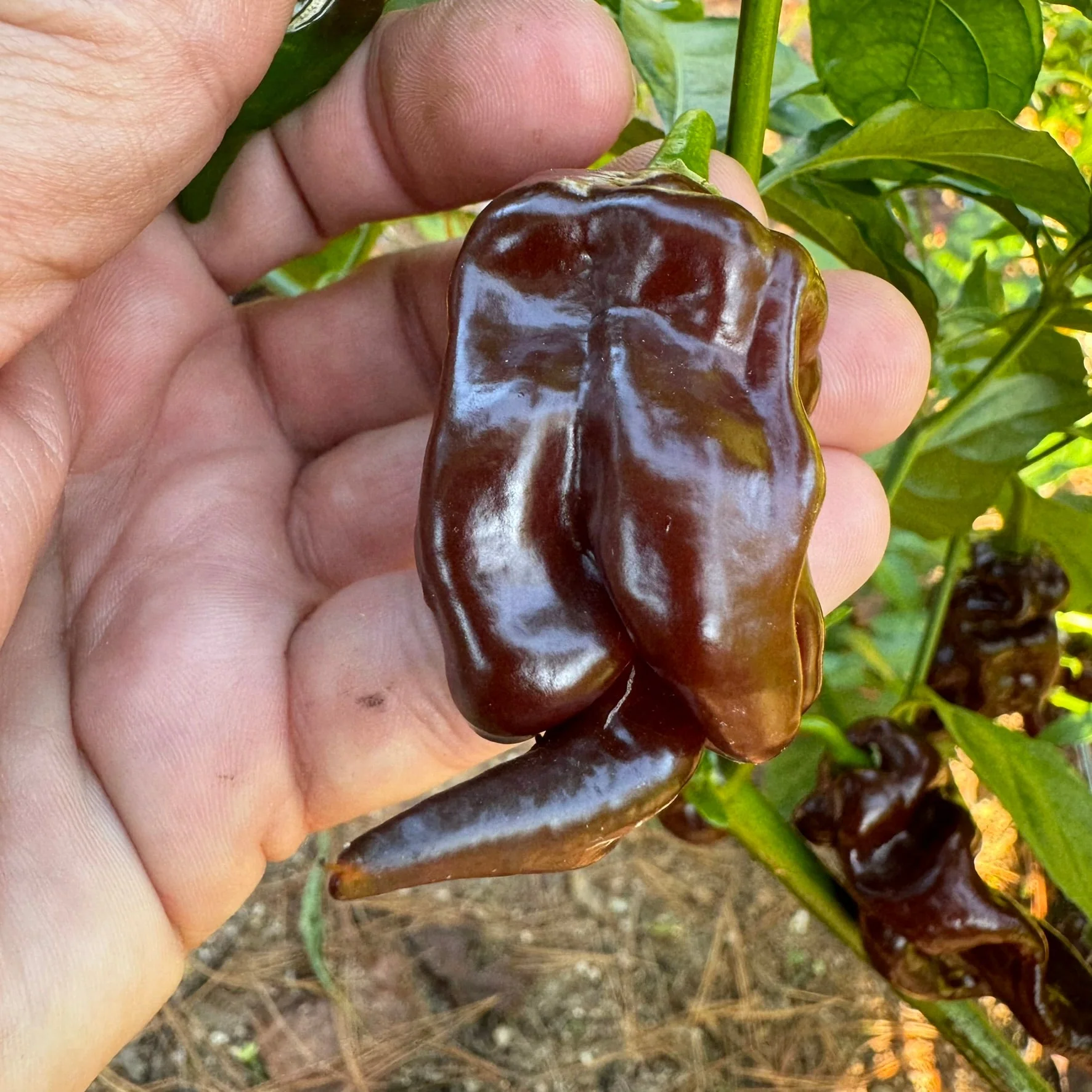 Trinidad Scorpion X Congo Chocolate - Seeds - Image 3