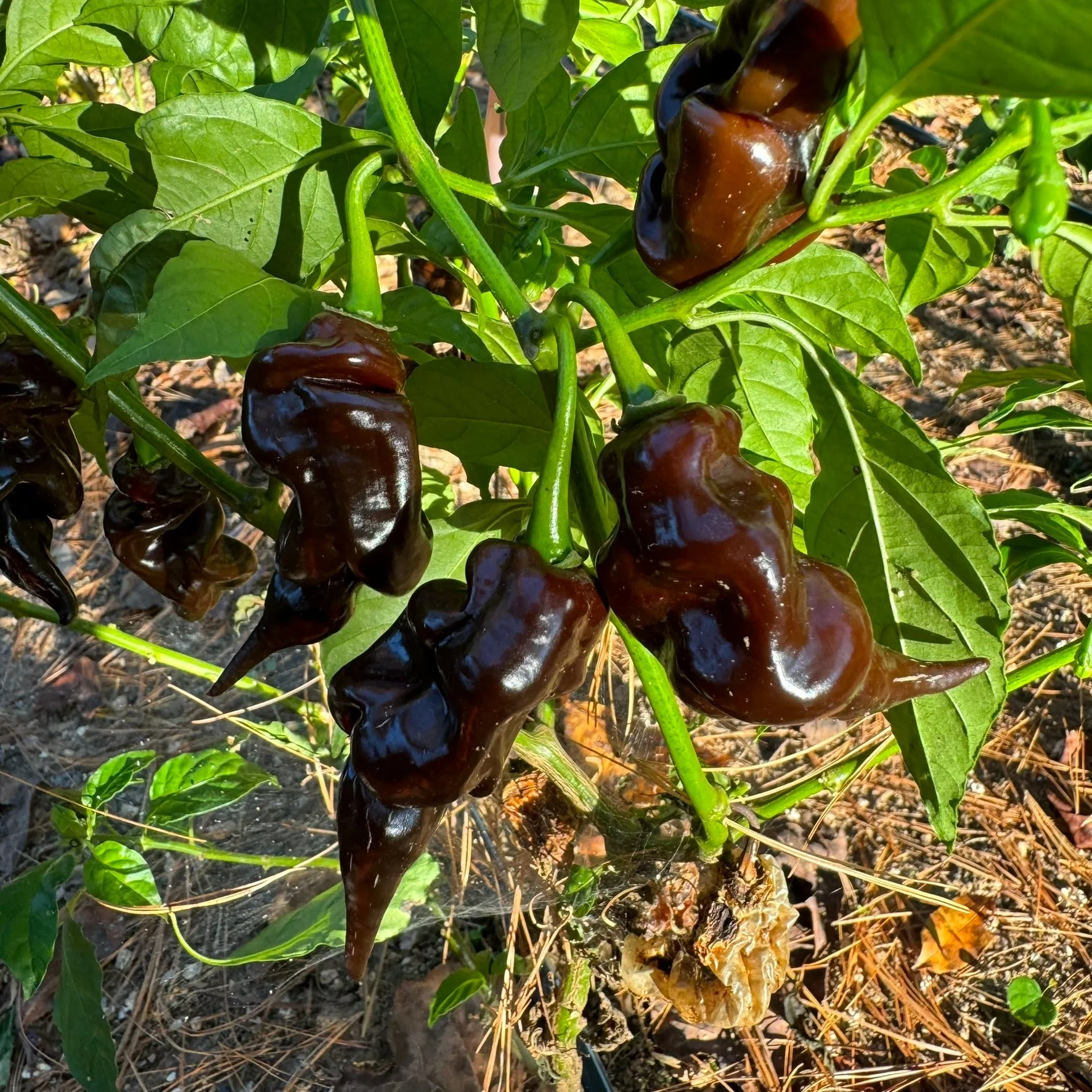 Trinidad Scorpion X Congo Chocolate - Seeds - Image 4