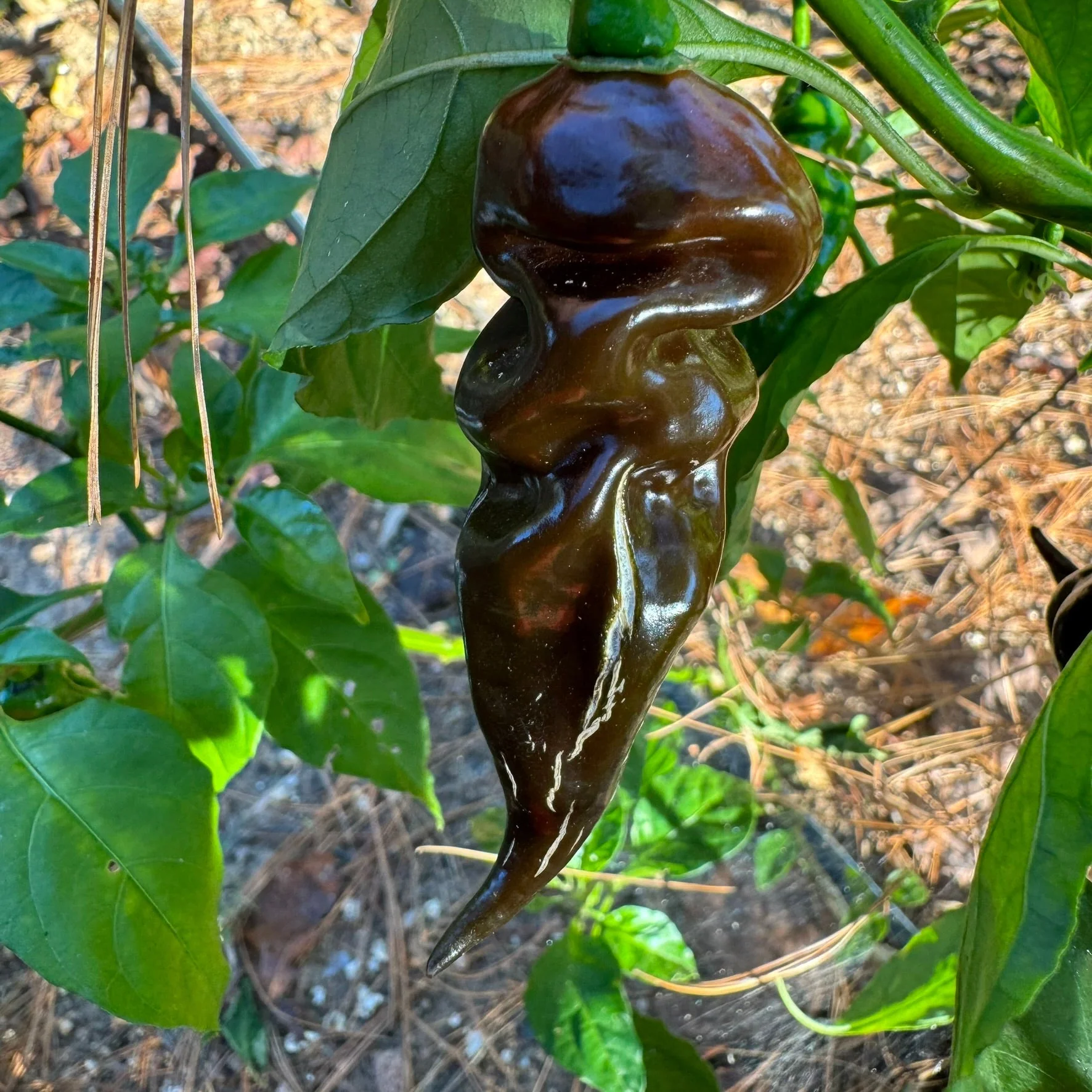 Trinidad Scorpion X Congo Chocolate - Seeds - Image 5