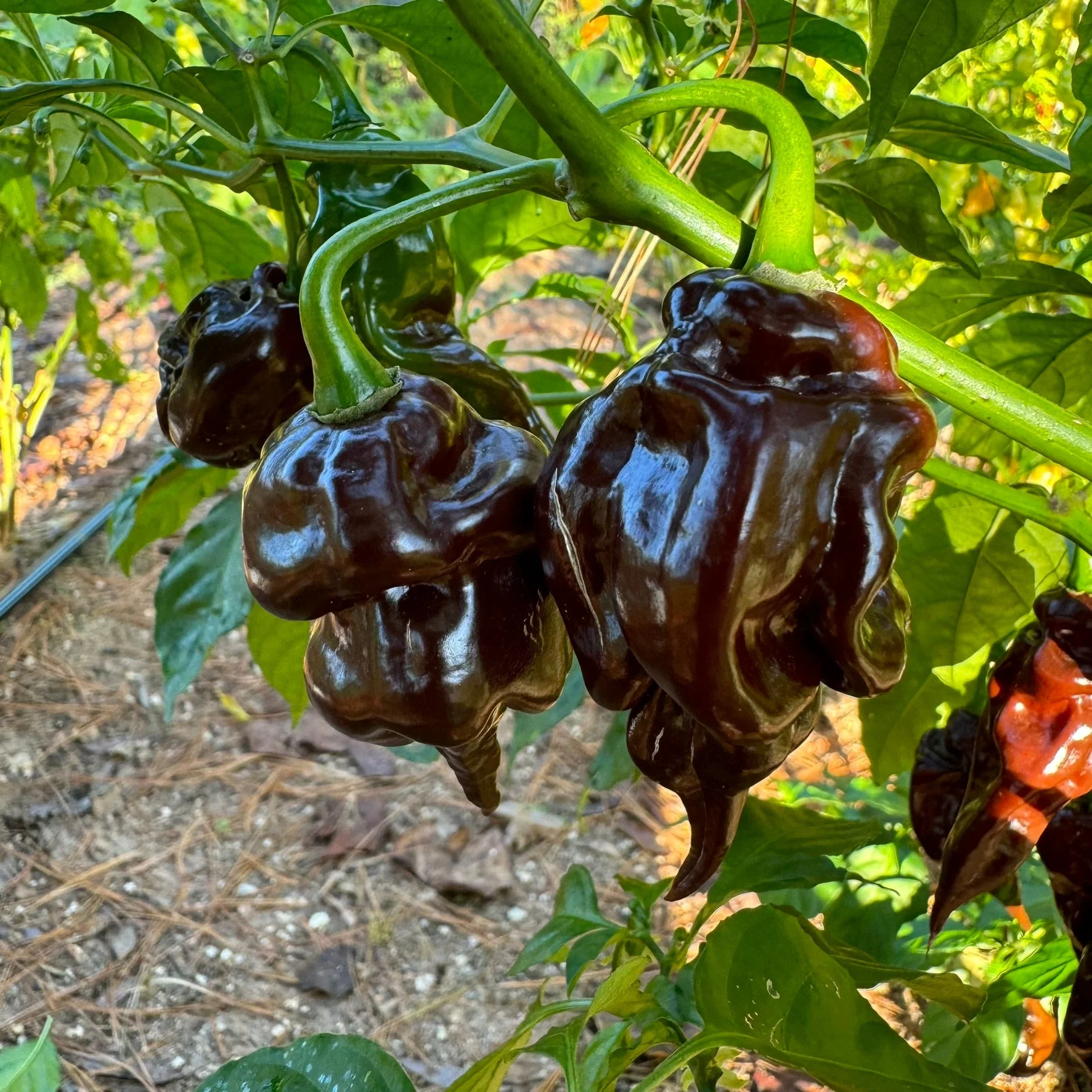 Trinidad Scorpion X Congo Chocolate - Seeds - Image 6