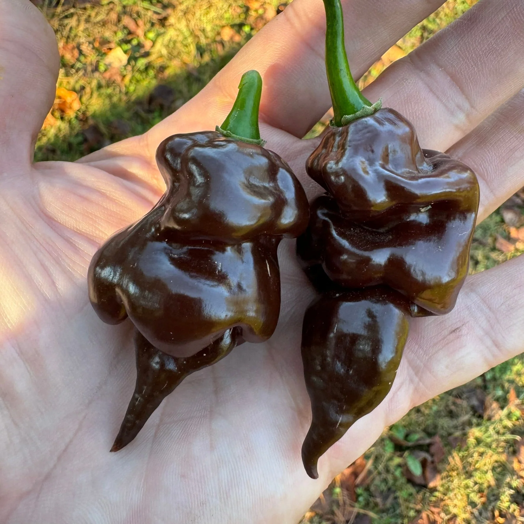 Trinidad Scorpion X Congo Chocolate - Seeds - Image 7