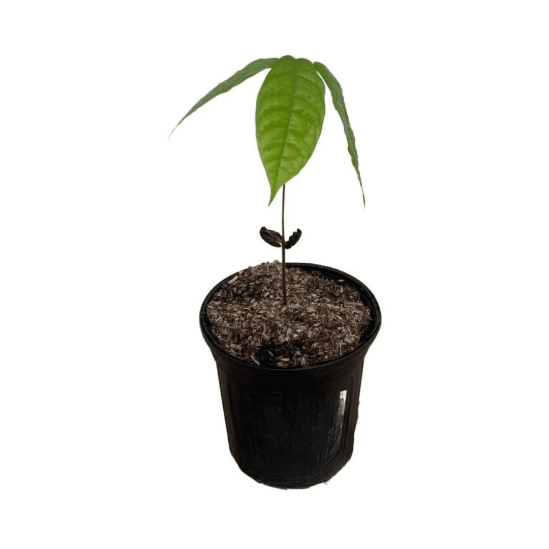 Trinitao Cacao Tree Yellow, Long Ribbed – Fruit-Bearing Theobroma Cacao Tree - Image 2