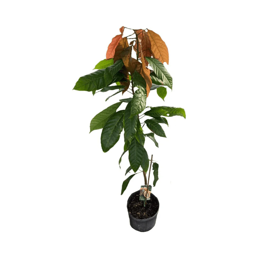 Trinitao Cacao Tree Yellow, Long Ribbed – Fruit-Bearing Theobroma Cacao Tree - Image 5