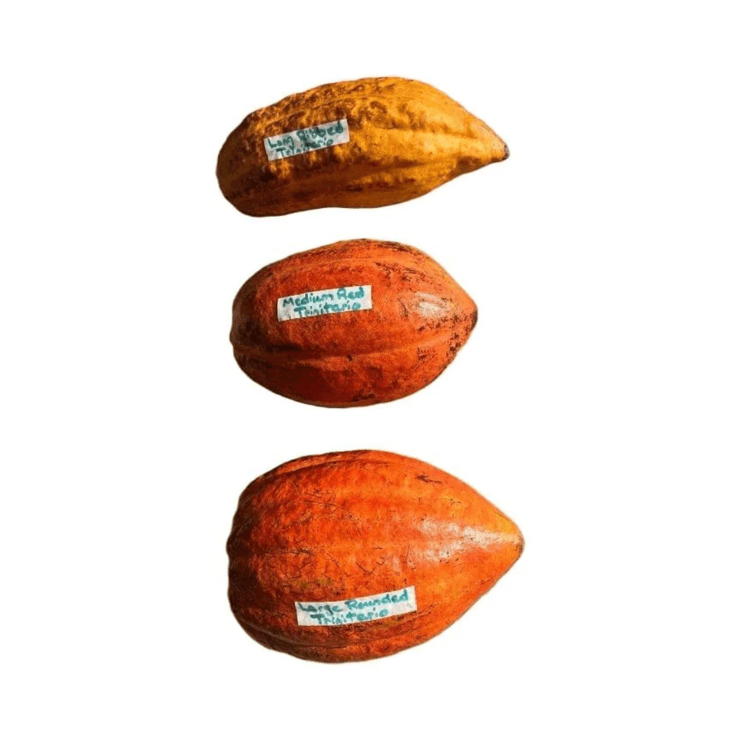 Trinitao Cacao Tree Yellow, Long Ribbed – Fruit-Bearing Theobroma Cacao Tree - Image 6
