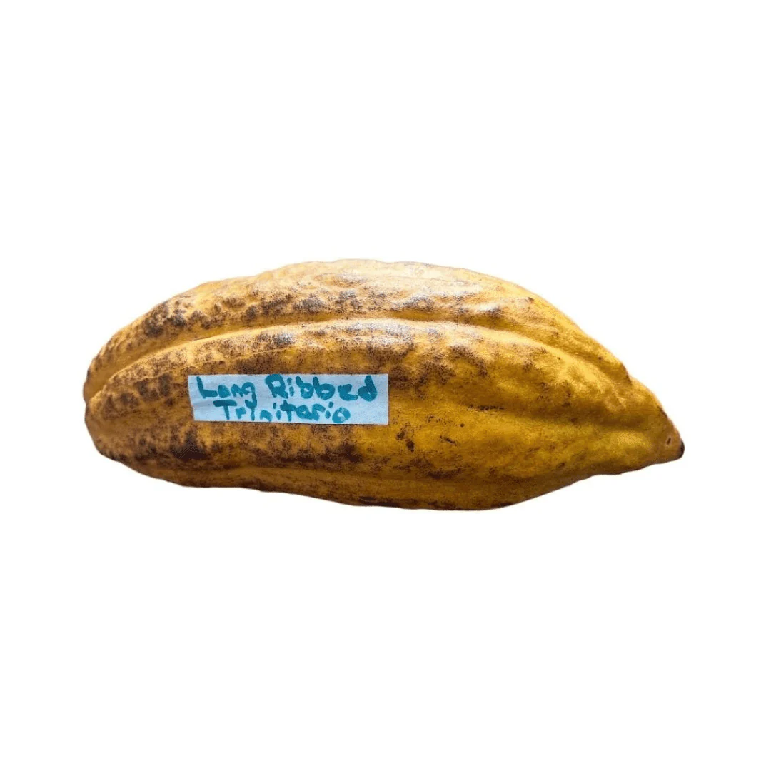 Trinitao Cacao Tree Yellow, Long Ribbed – Fruit-Bearing Theobroma Cacao Tree - Image 7