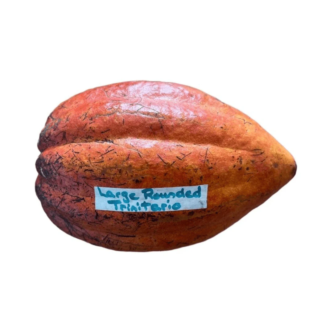 Trinitario Cacao Large Rounded Red Chocolate Tree Orange - Image 5