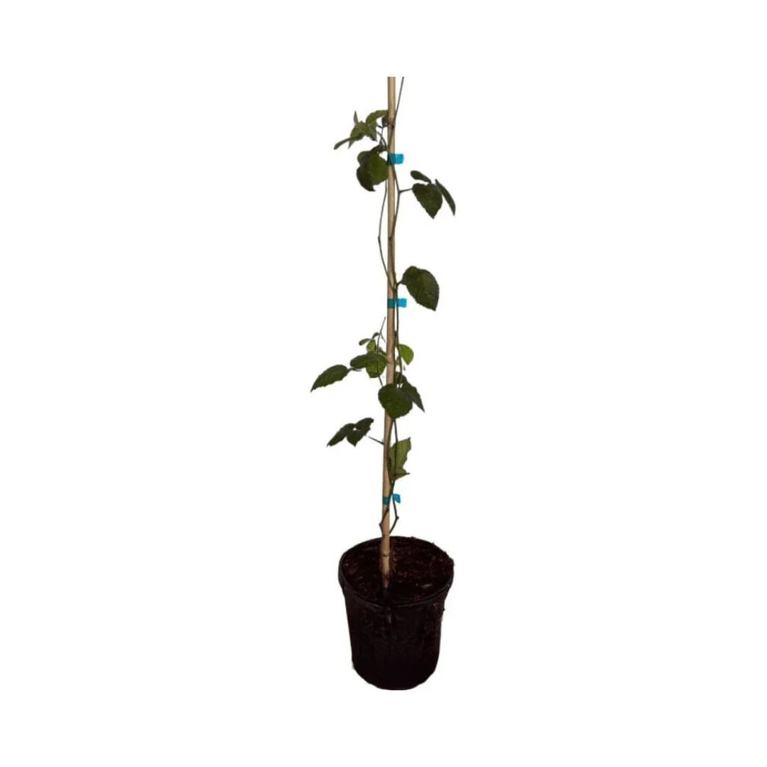 Triple Crown Blackberry Plant - Image 2