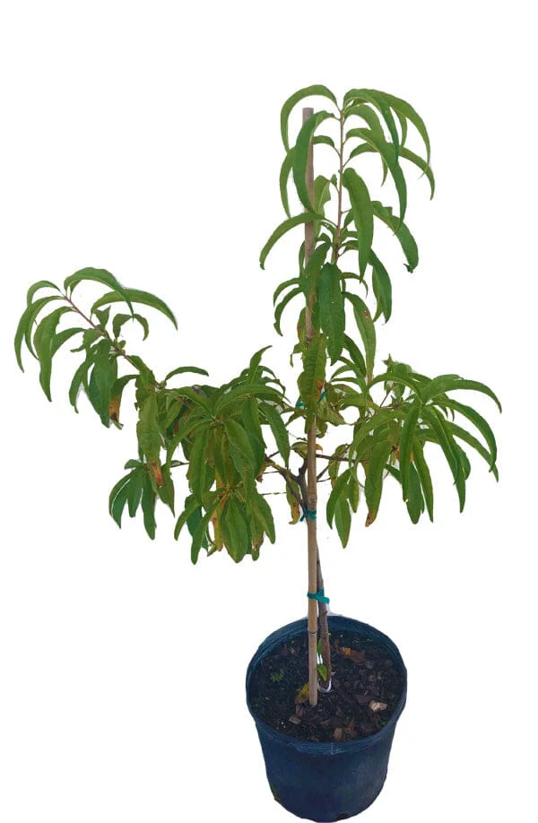 Tropic Beauty Dwarf Peach Tree Grafted Low Chill, Self-Fertile, Sweet & Juicy Fruit for Warm Climates (USDA Zones 8-10) - Image 2