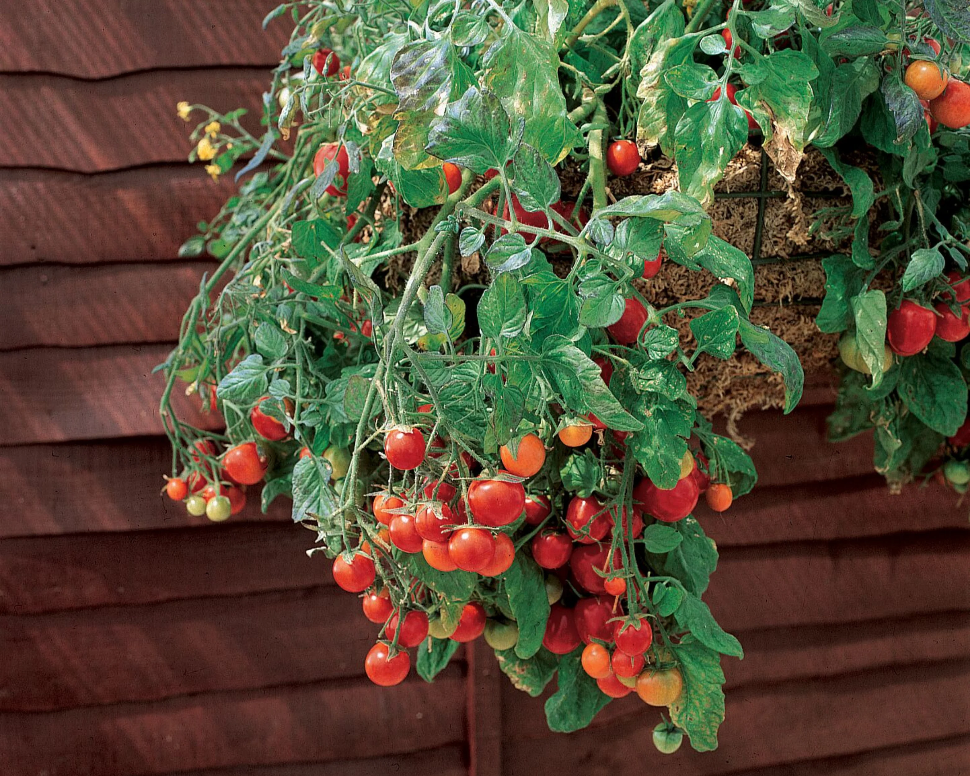Tumbling Tom Red Tomato Seeds - Image 2