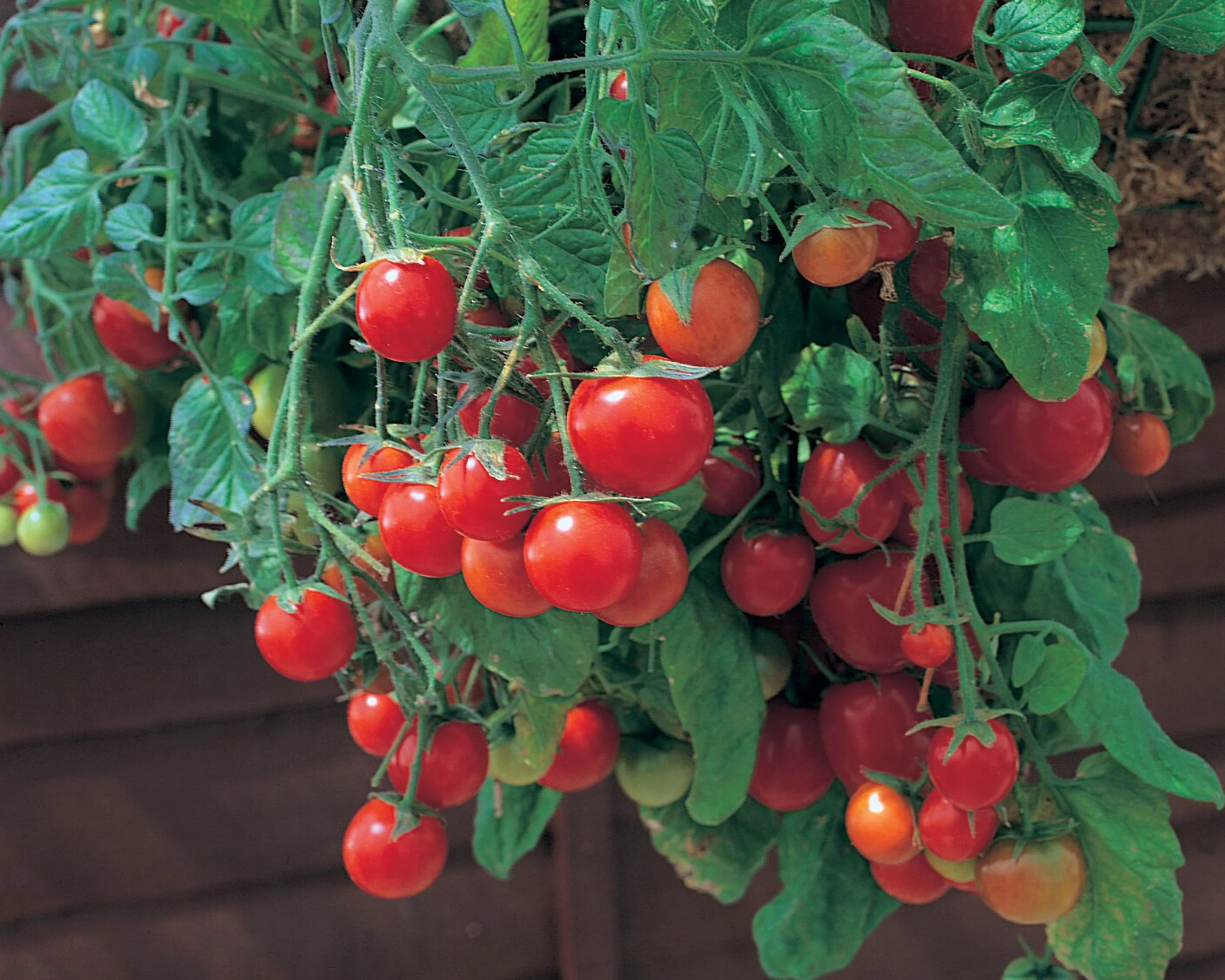 Tumbling Tom Red Tomato Seeds - Image 3