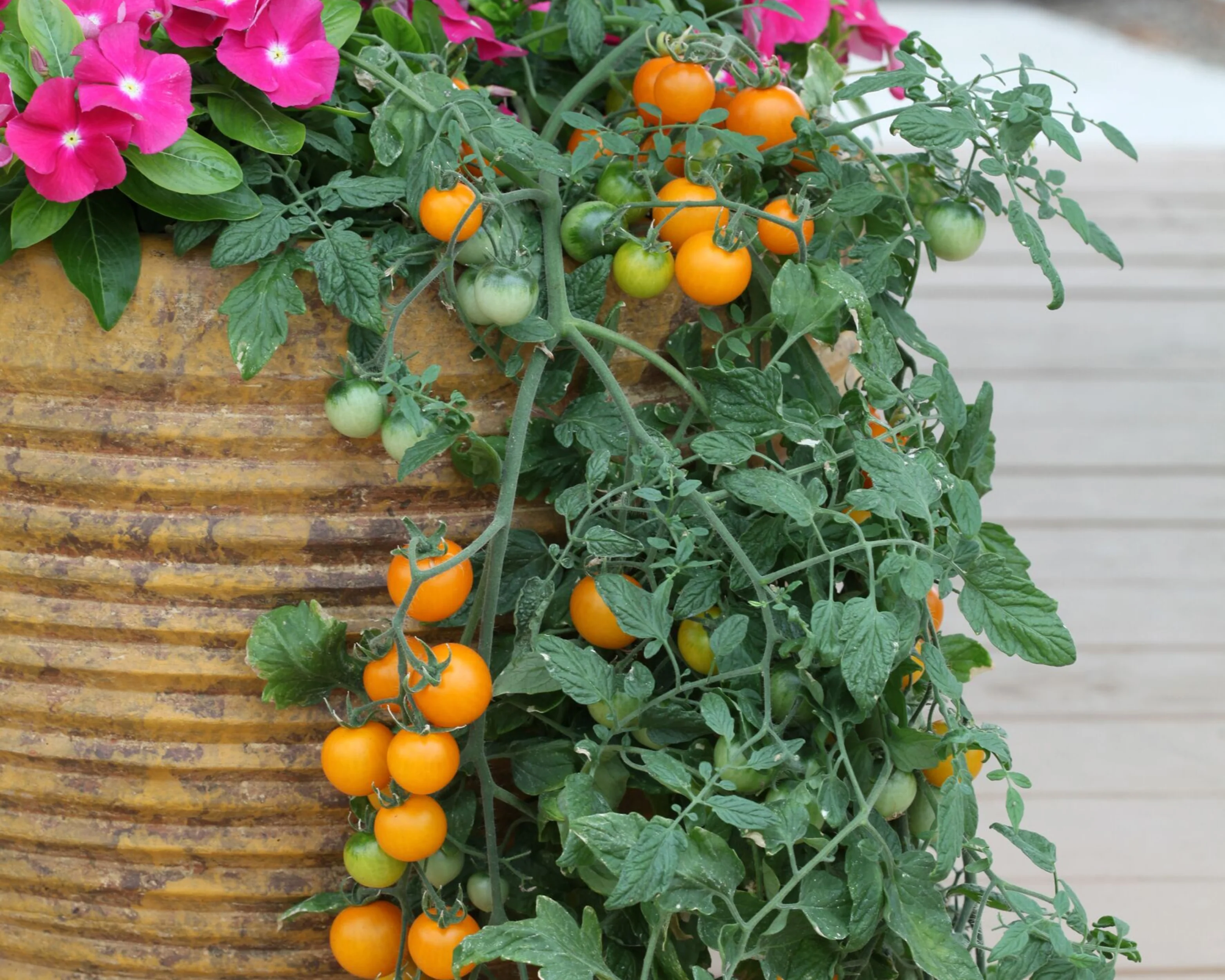 Tumbling Tom Yellow Tomato Seeds - Image 2