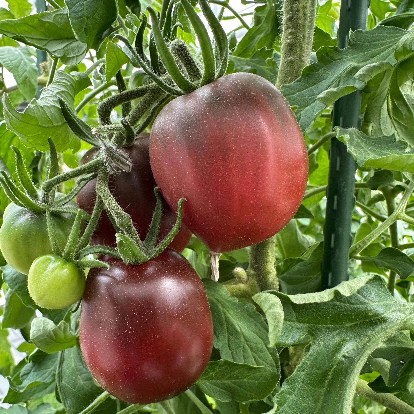 Ukrainian Purple Tomato Seeds - Image 2