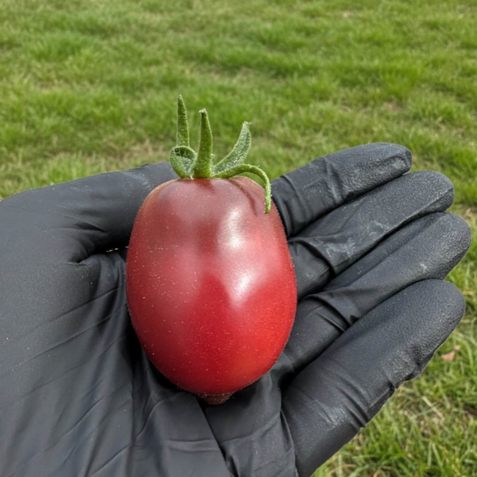 Ukrainian Purple Tomato Seeds - Image 3