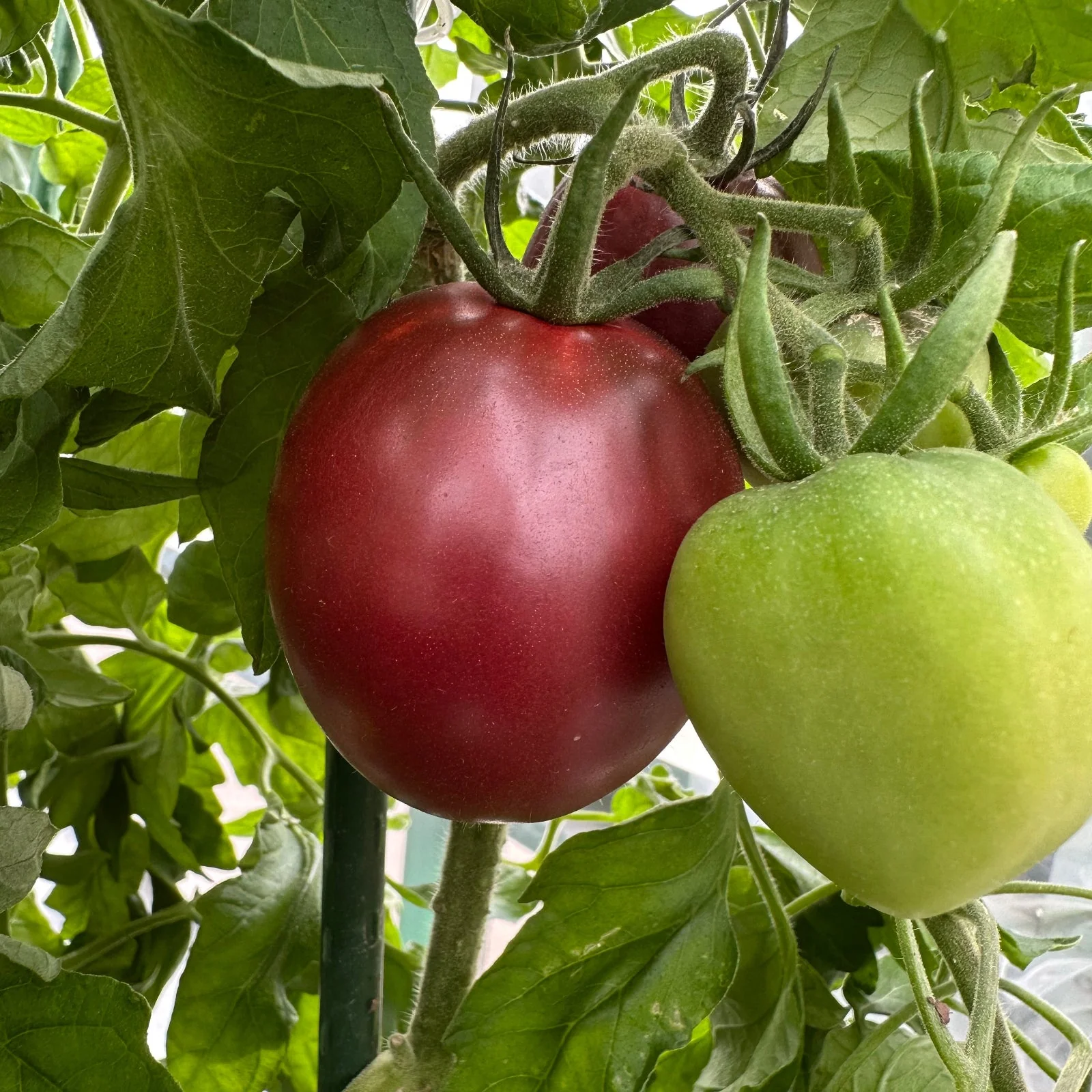 Ukrainian Purple Tomato Seeds - Image 4