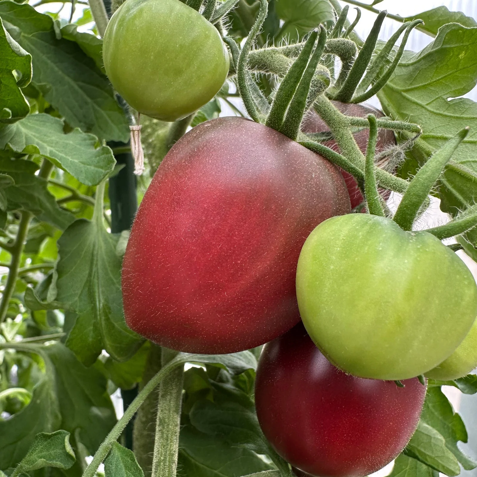 Ukrainian Purple Tomato Seeds - Image 5