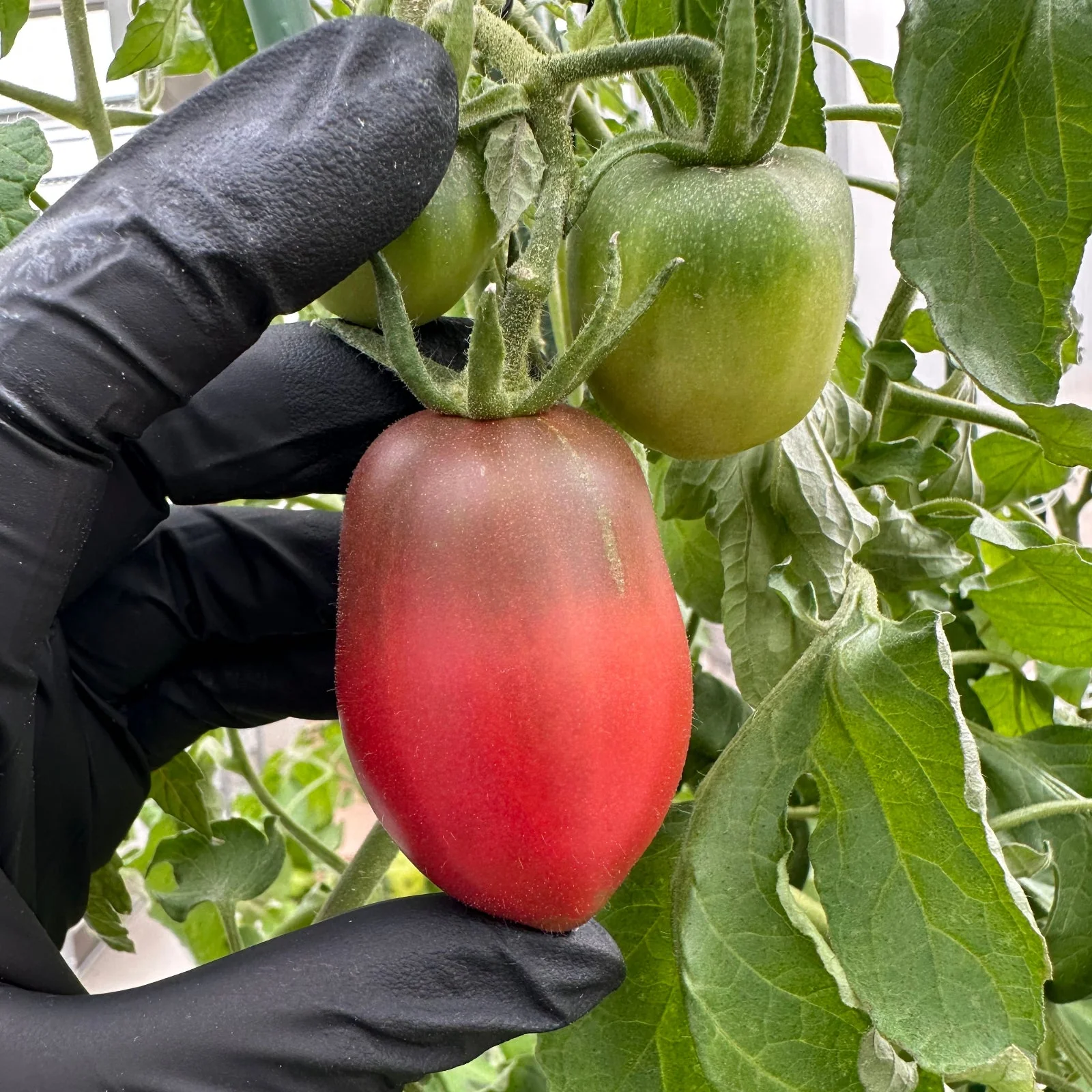 Ukrainian Purple Tomato Seeds - Image 6