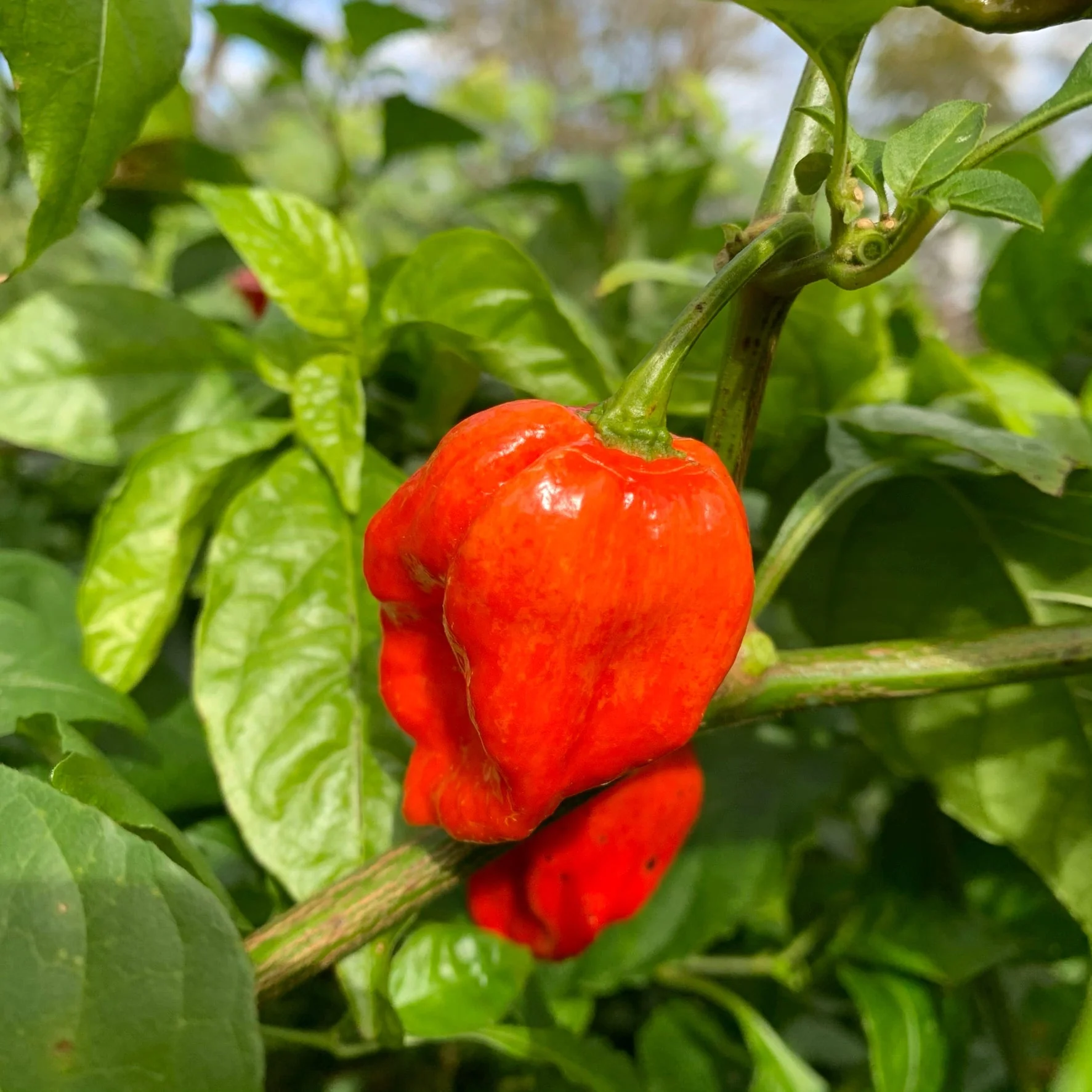 Umorok Red - Seeds - Image 2